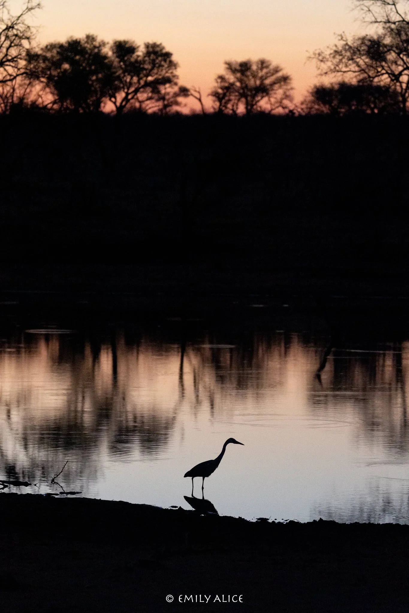 Wildlife-62.jpg