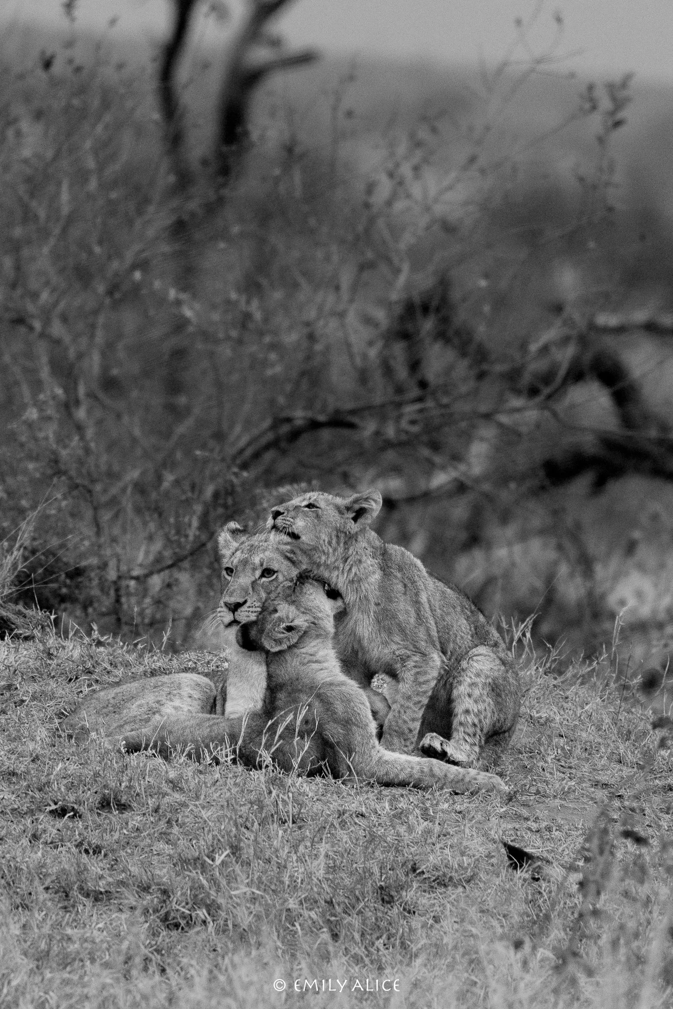 Wildlife-50.jpg