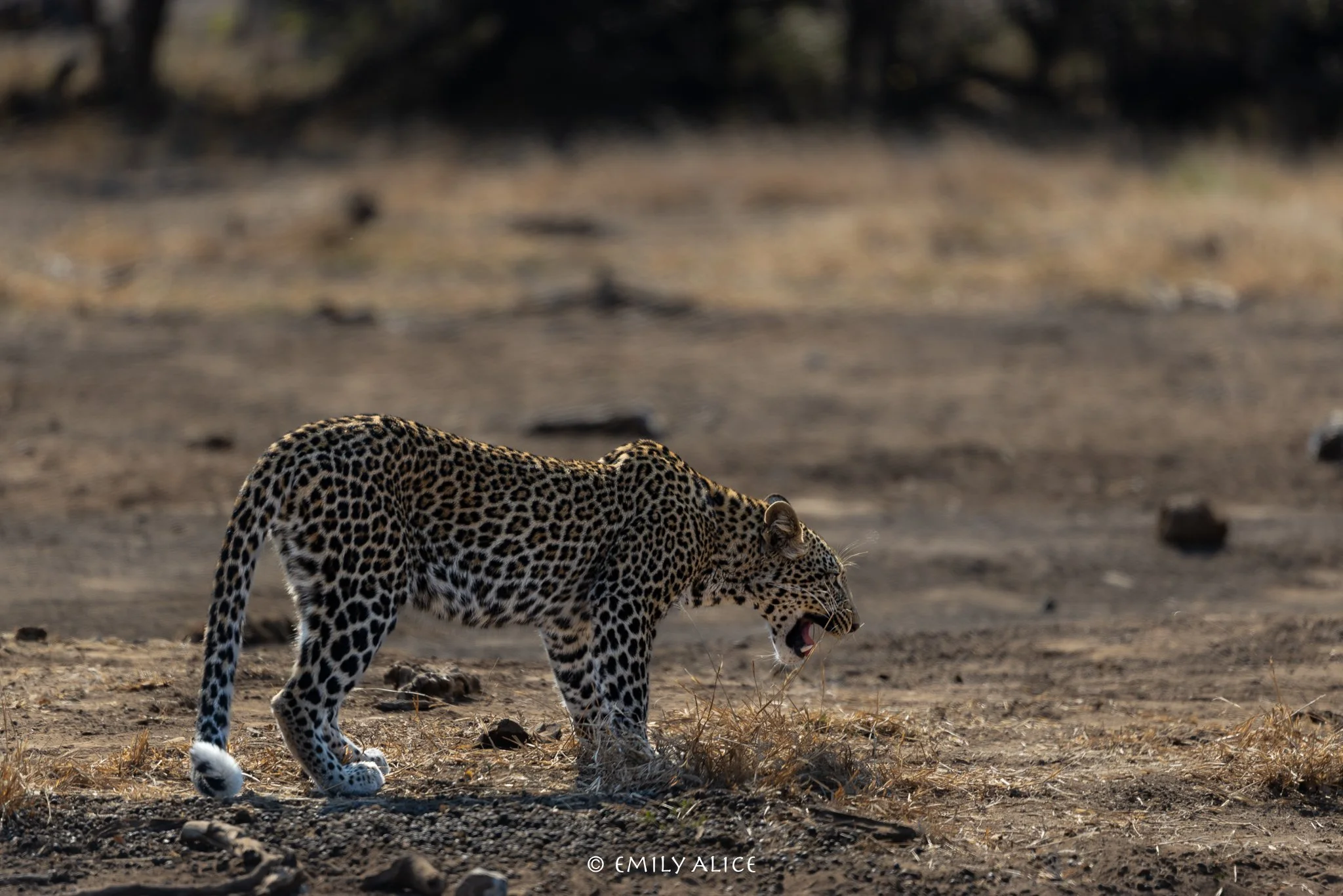 Wildlife-07.jpg