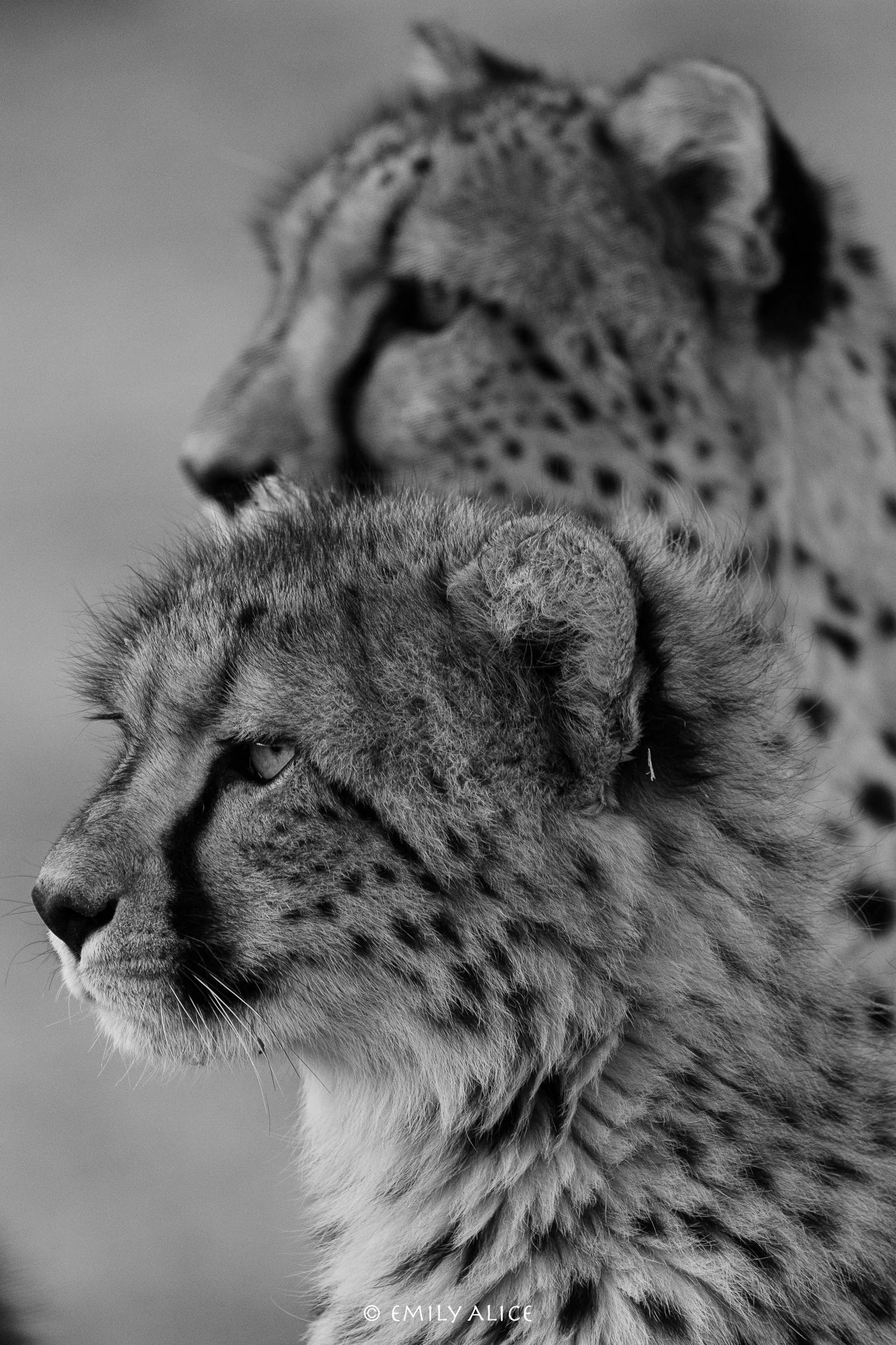 Wildlife-48.jpg