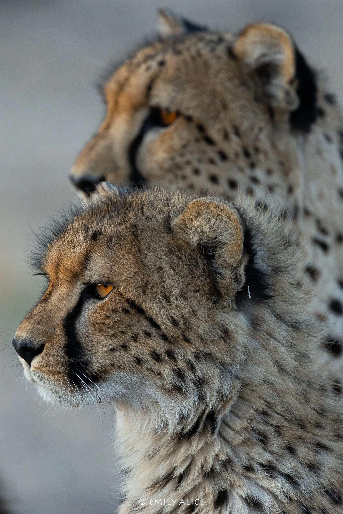 Wildlife-09.jpg