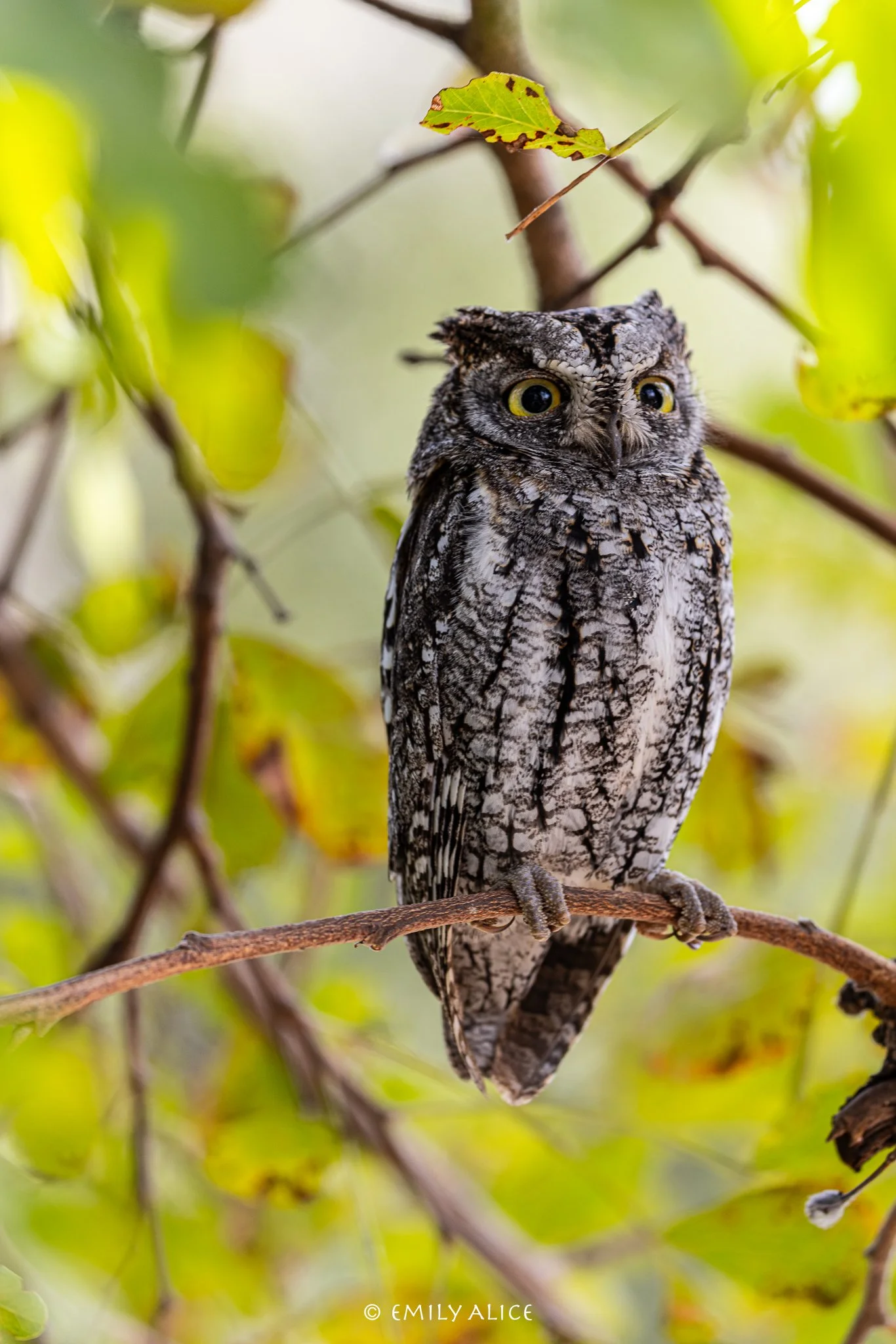 Wildlife-64.jpg