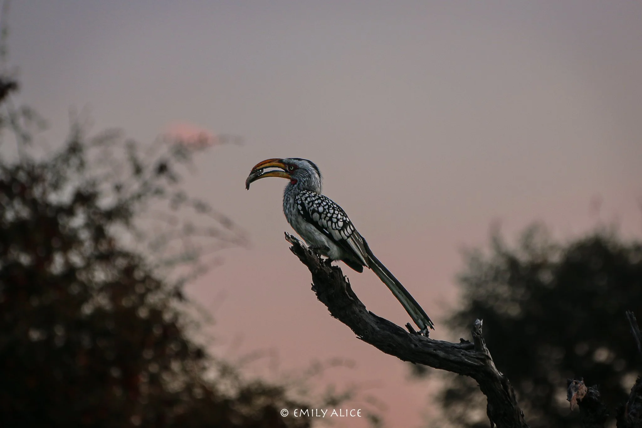 Wildlife-74.jpg