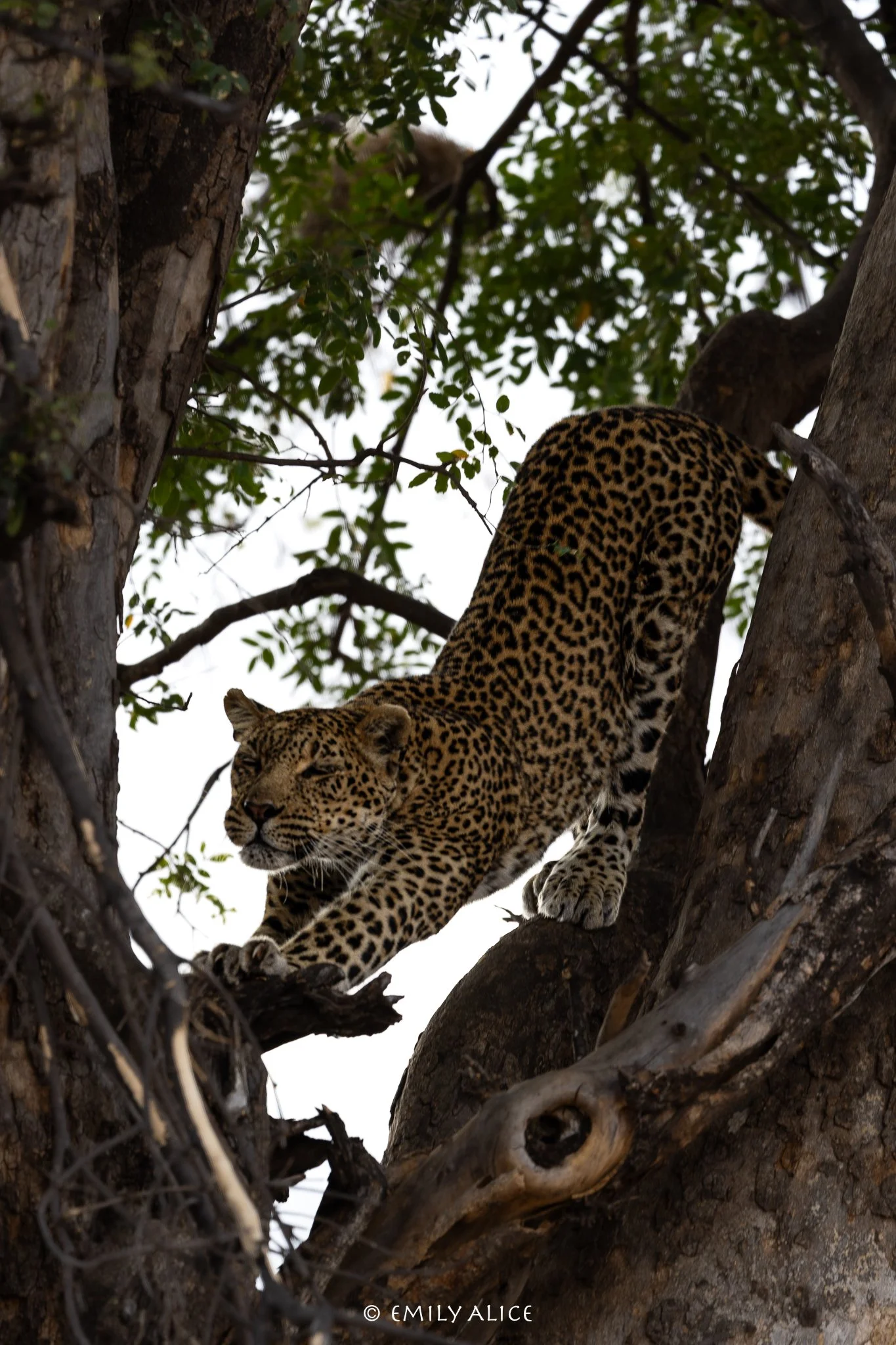 Wildlife-15.jpg