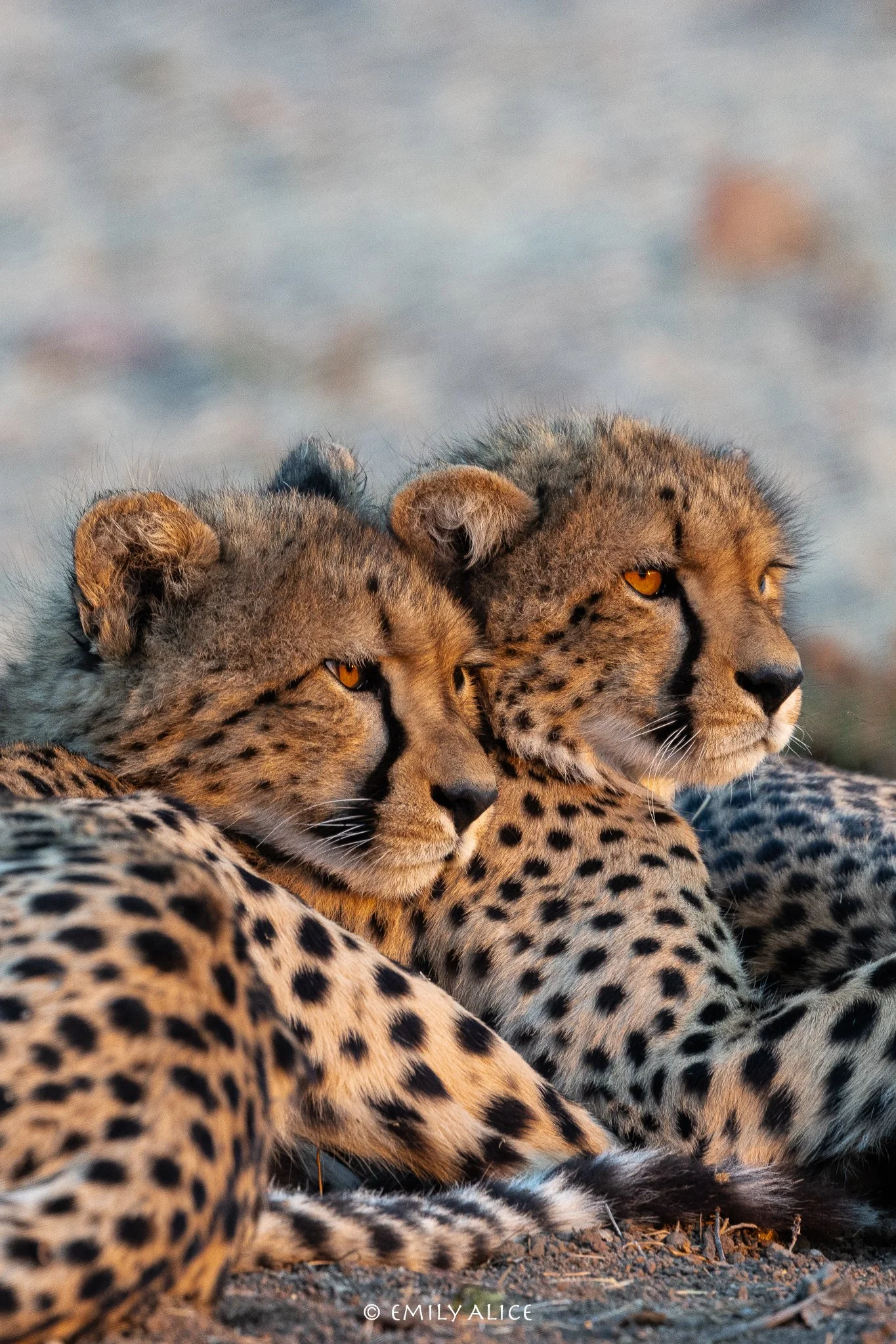 Wildlife-82.jpg