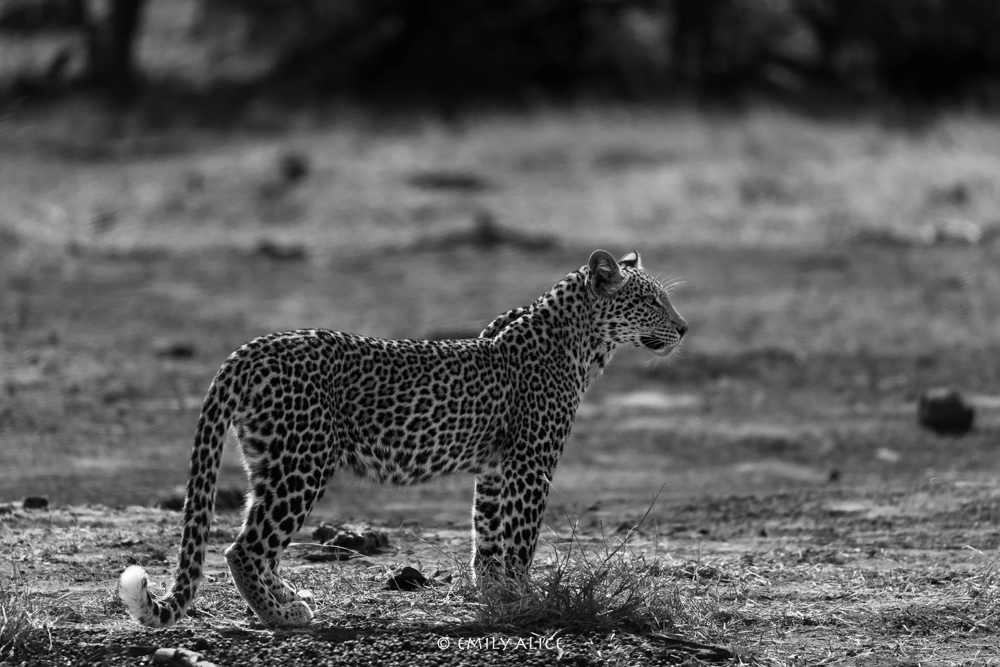 Wildlife-47.jpg
