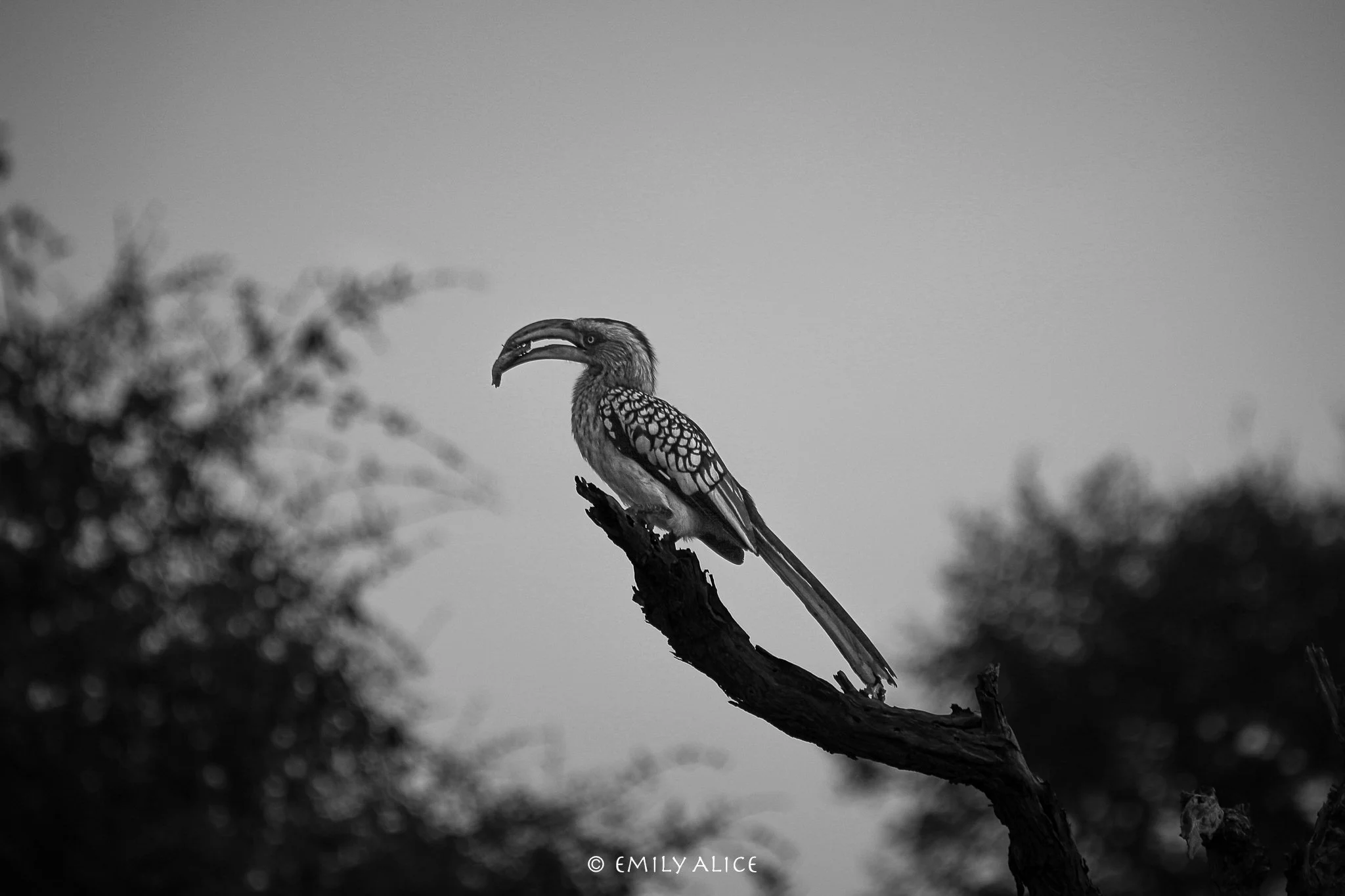 Wildlife-45.jpg