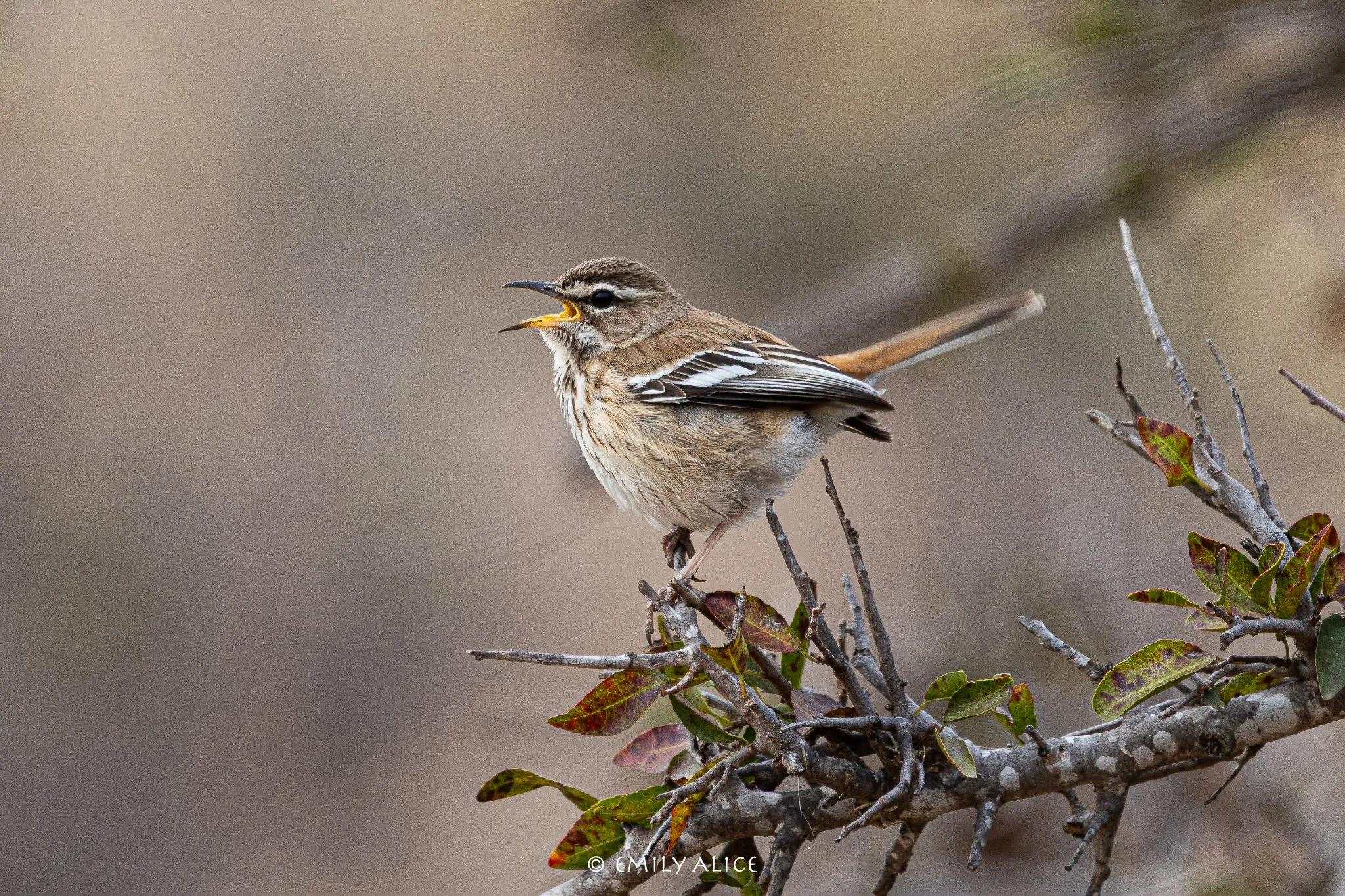 Wildlife-67.jpg