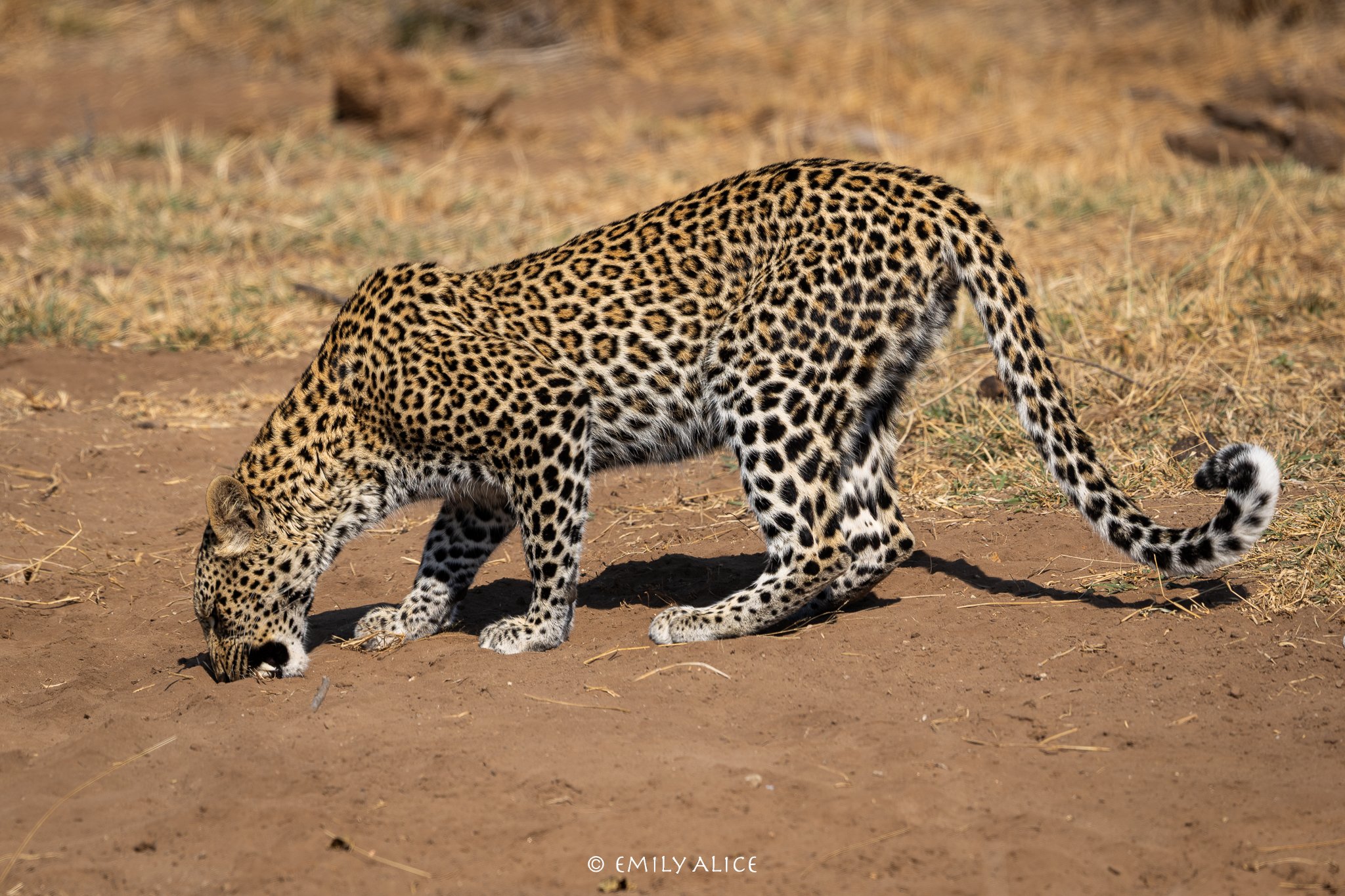 Wildlife-71.jpg