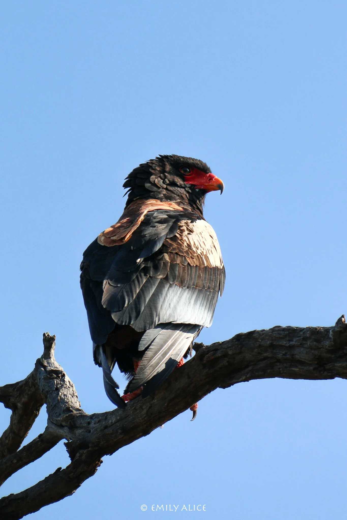 Wildlife-77.jpg