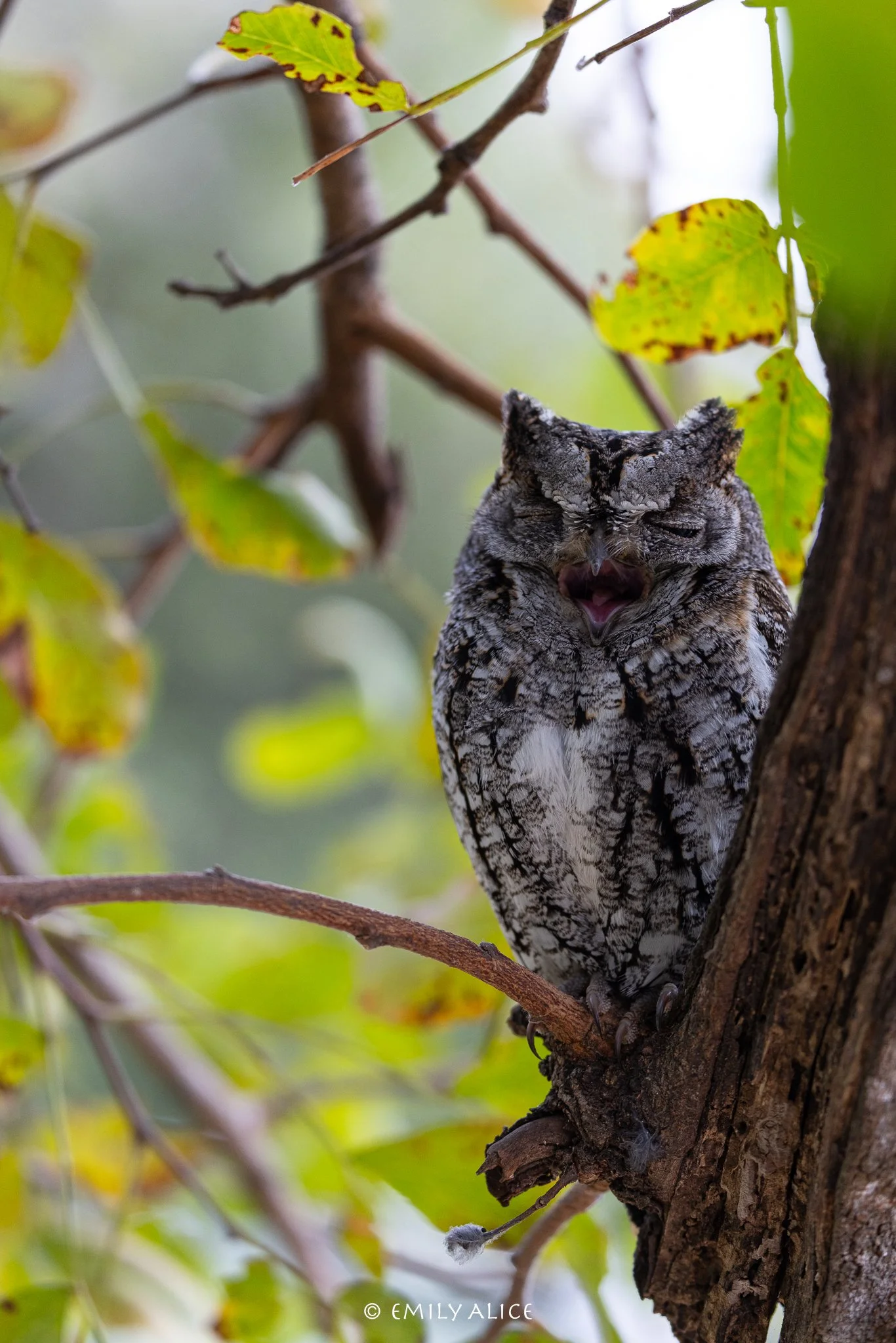 Wildlife-63.jpg