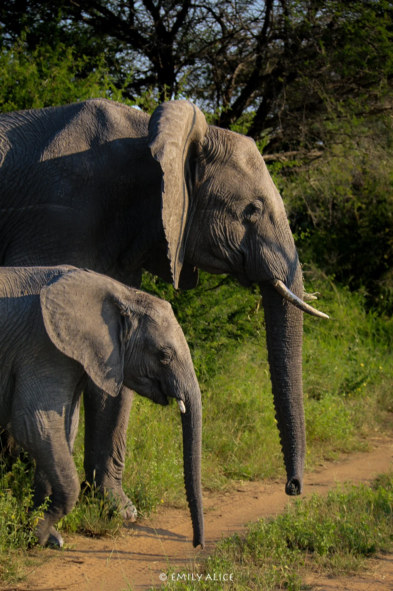 Wildlife-27.jpg
