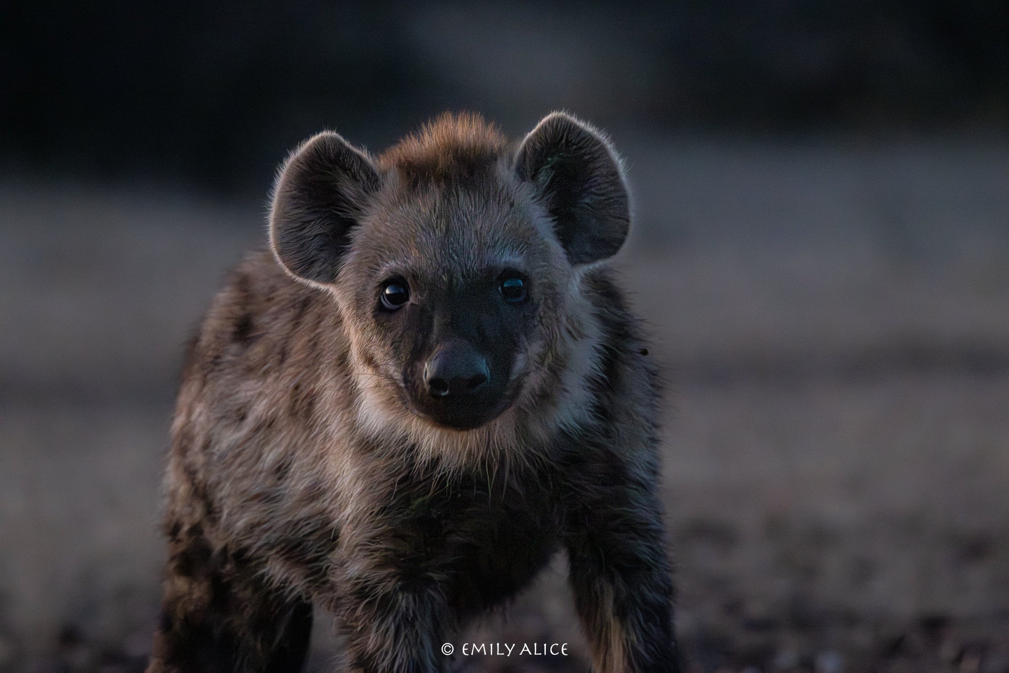 Wildlife-04.jpg