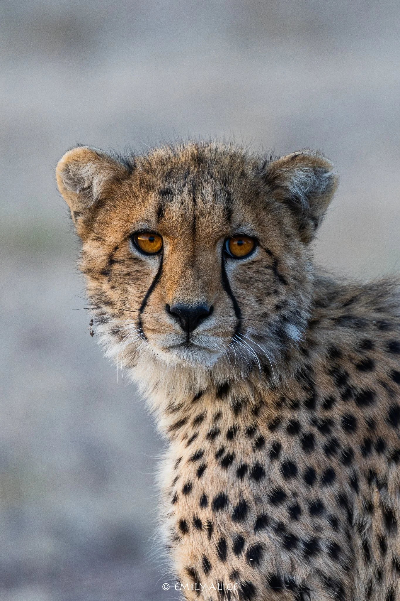 Wildlife-10.jpg