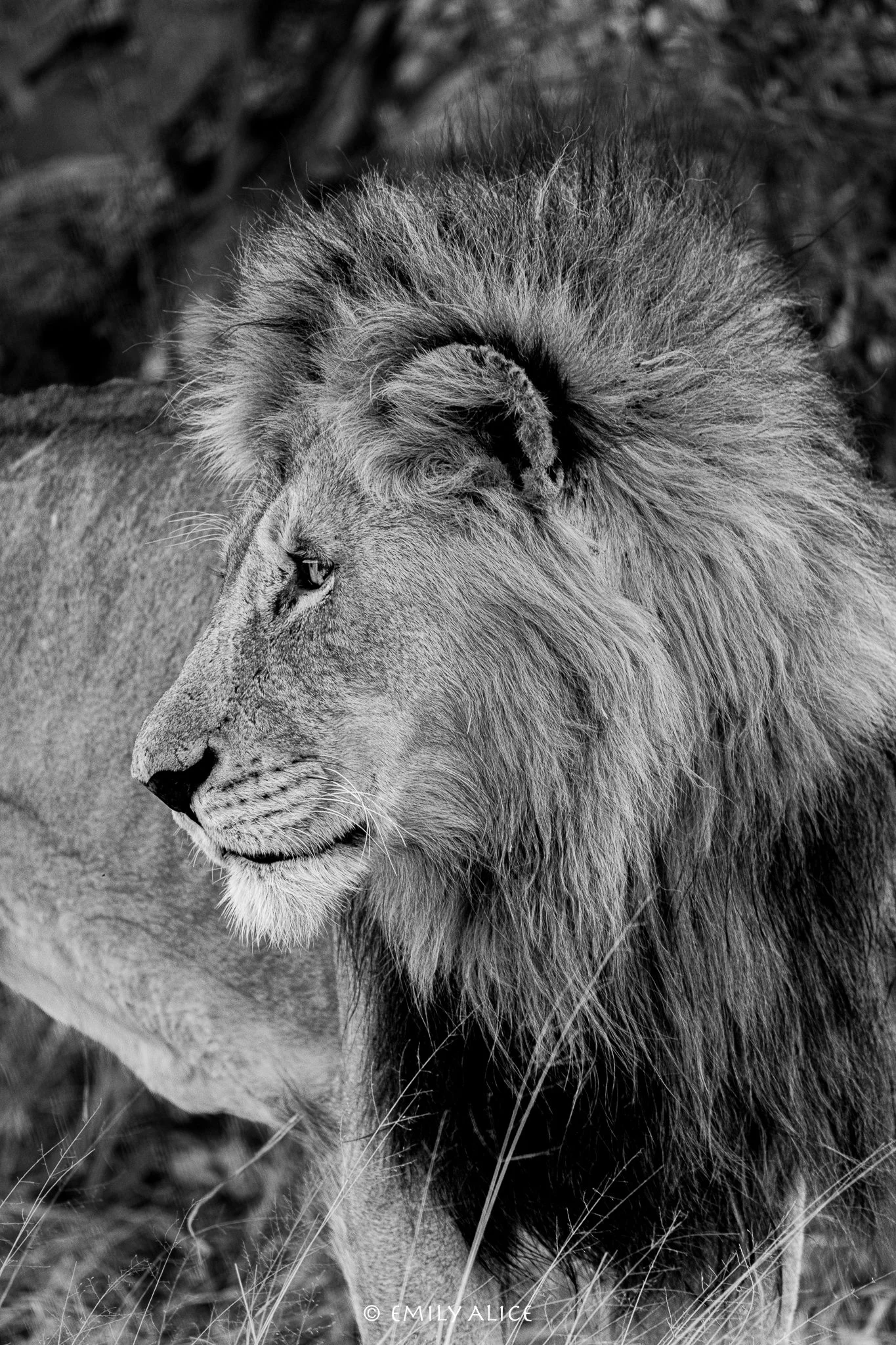 Wildlife-51.jpg