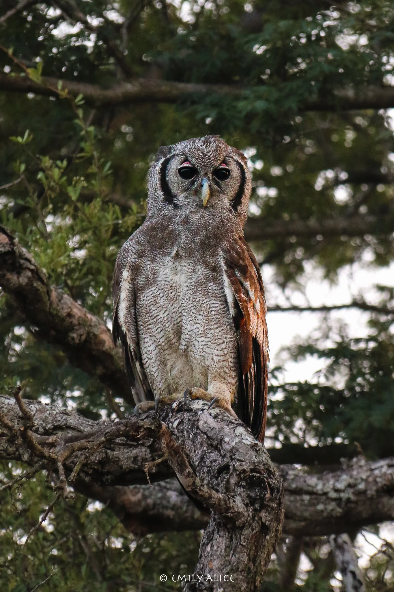 Wildlife-73.jpg