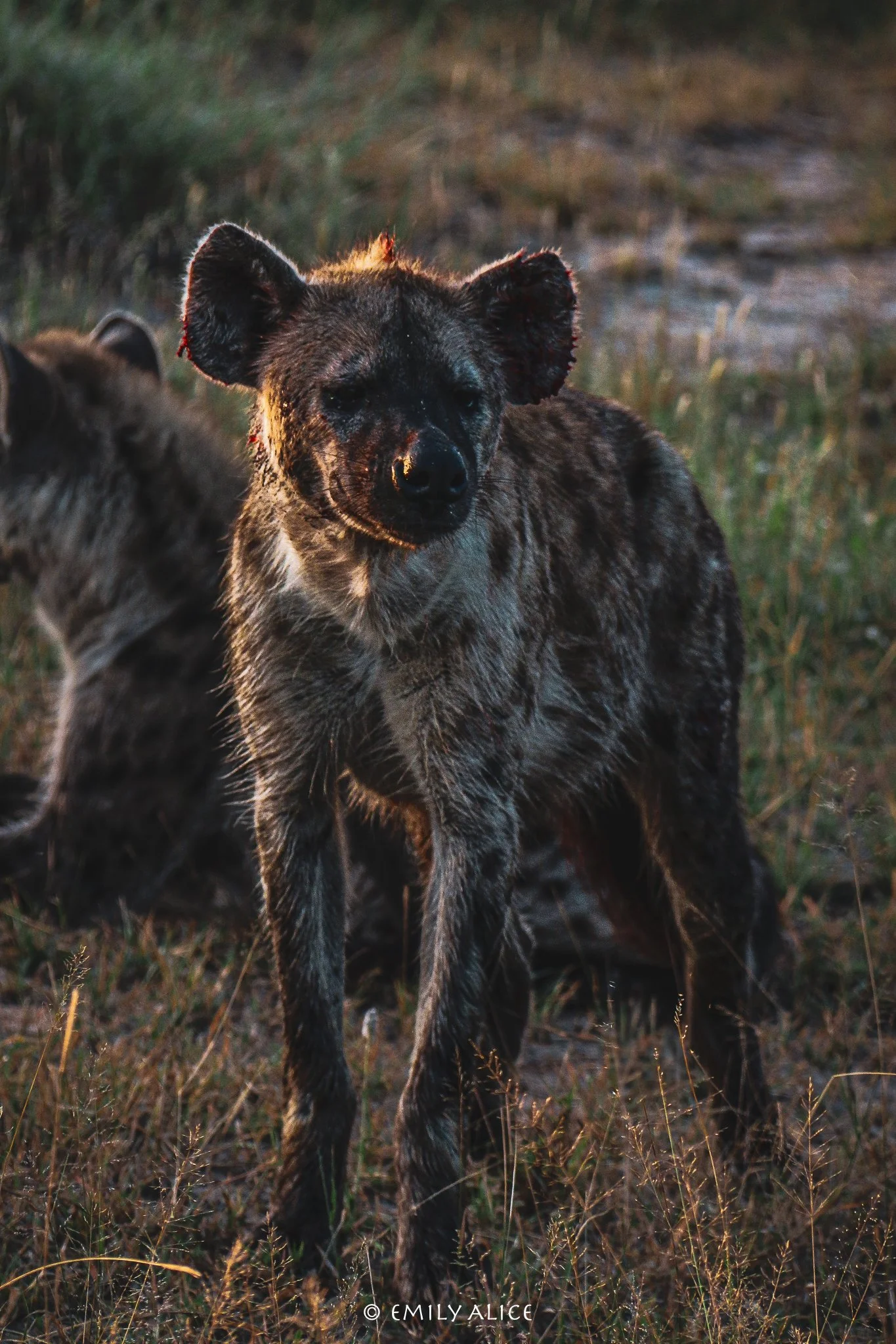 Wildlife-78.jpg