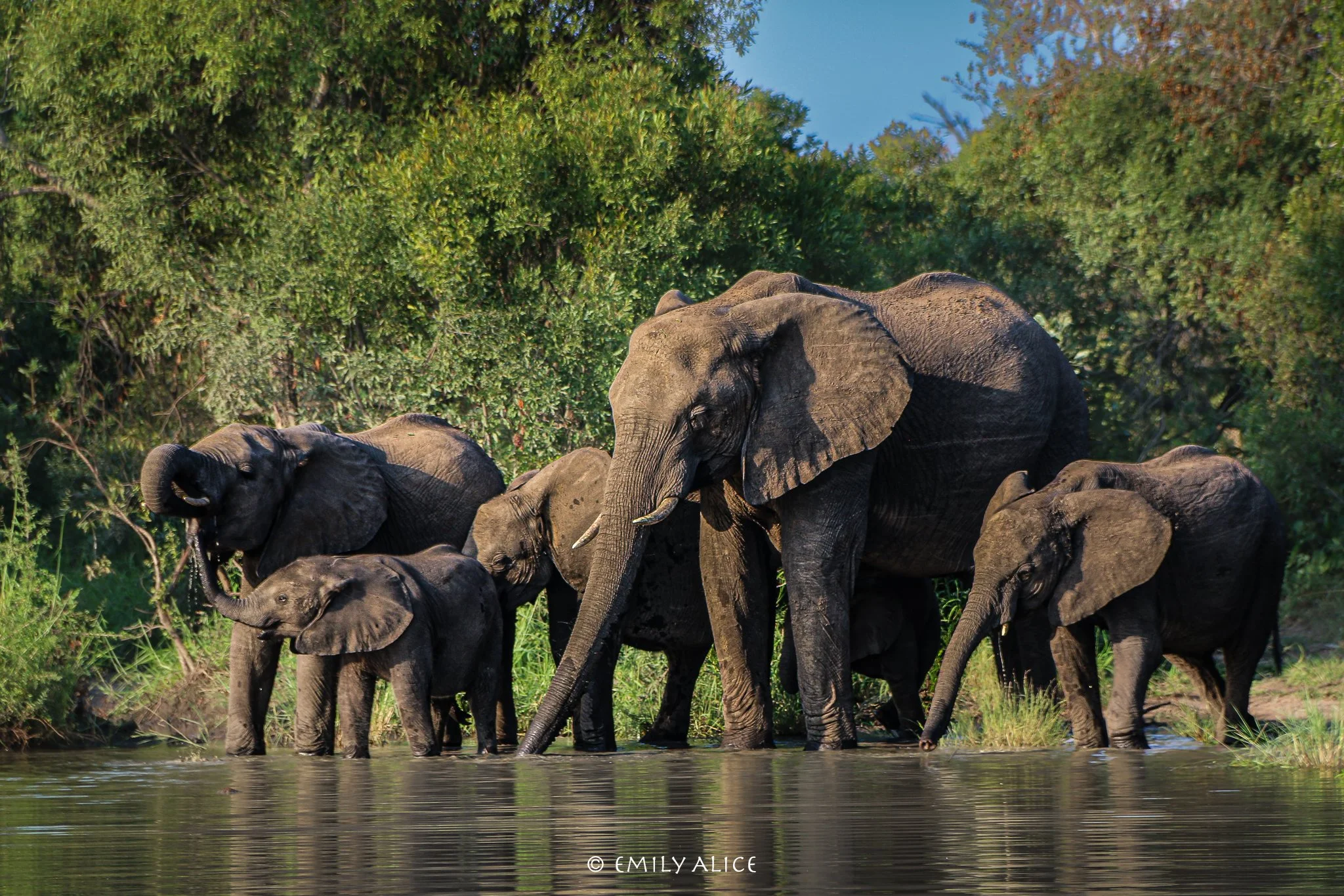 Wildlife-75.jpg