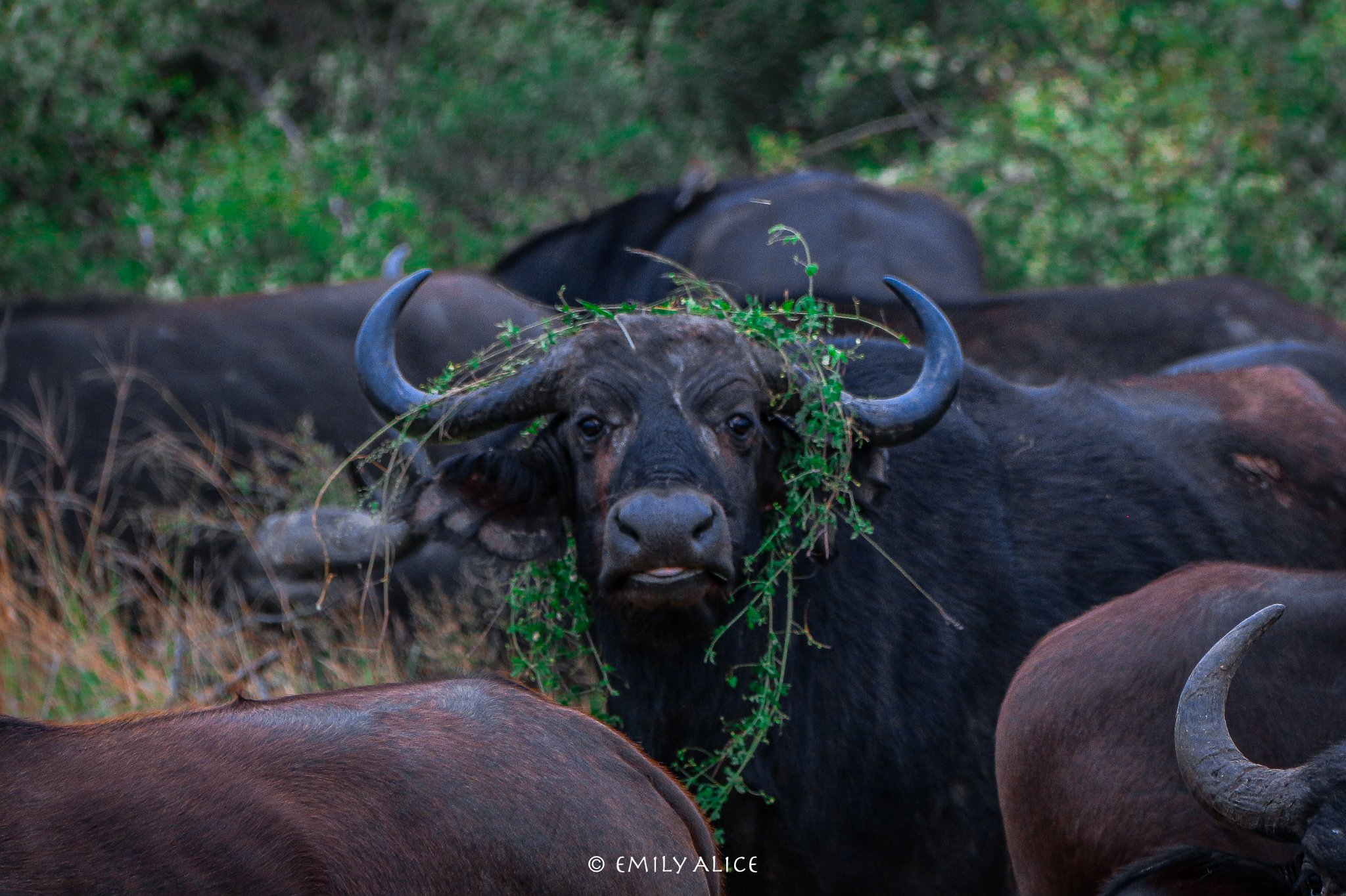 Wildlife-31.jpg