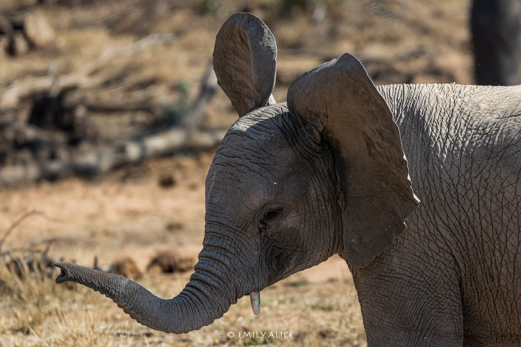 Wildlife-57.jpg