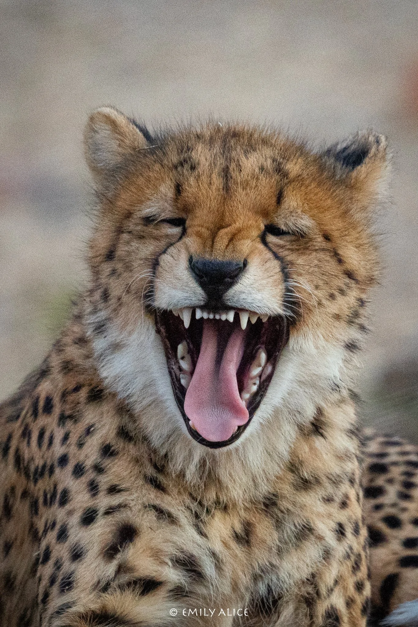 Wildlife-12.jpg