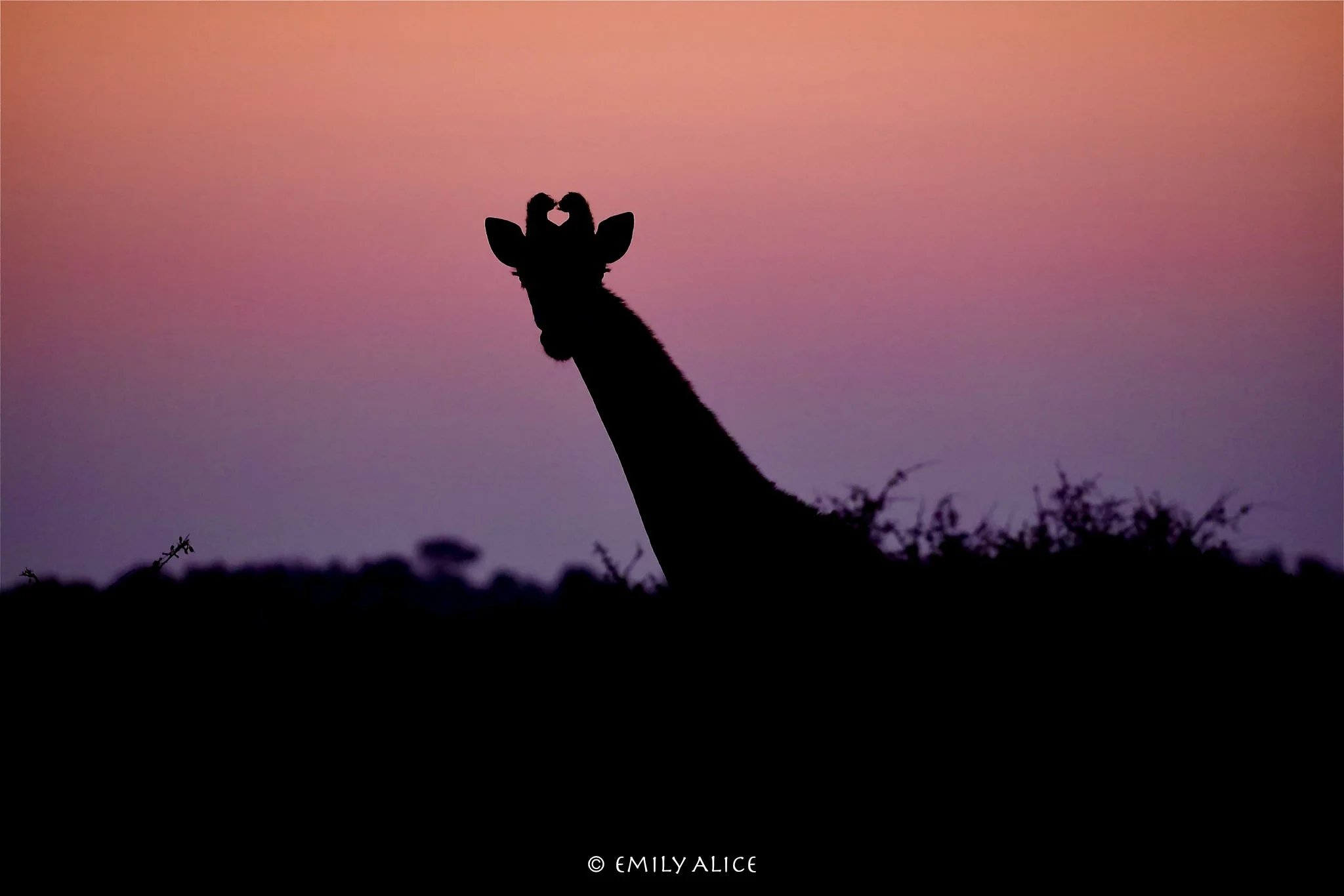 Wildlife-30.jpg
