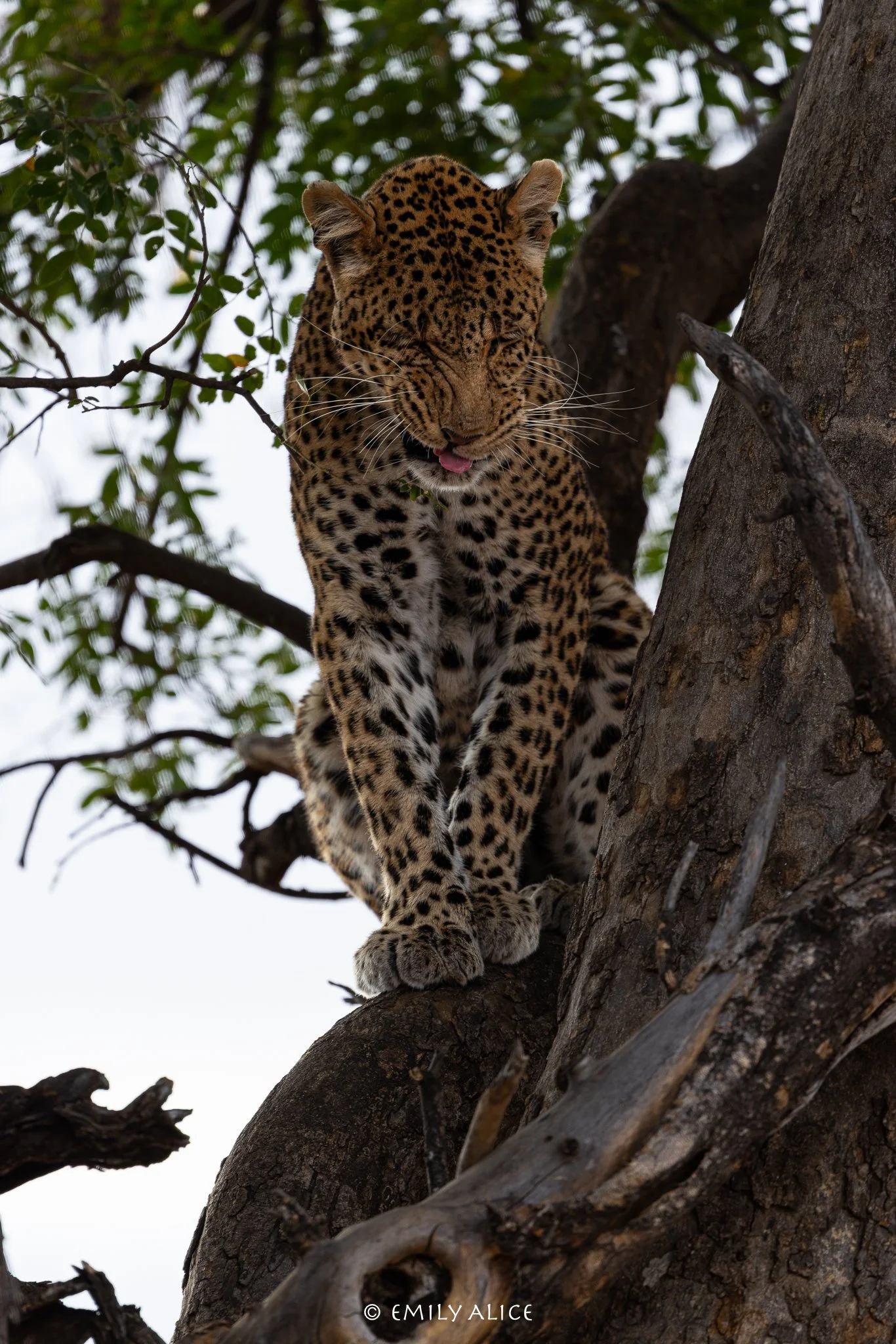 Wildlife-14.jpg