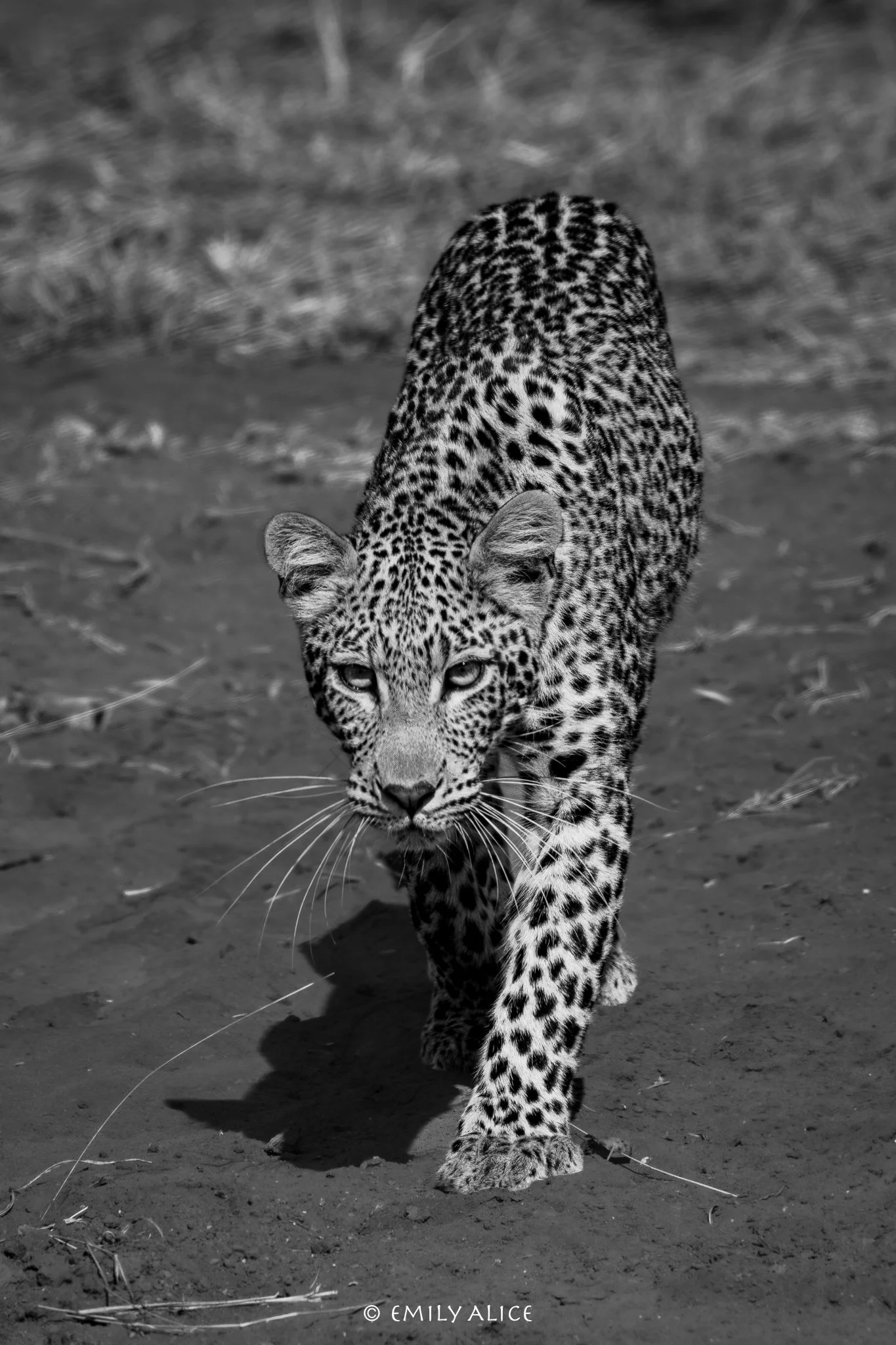 Wildlife-46.jpg