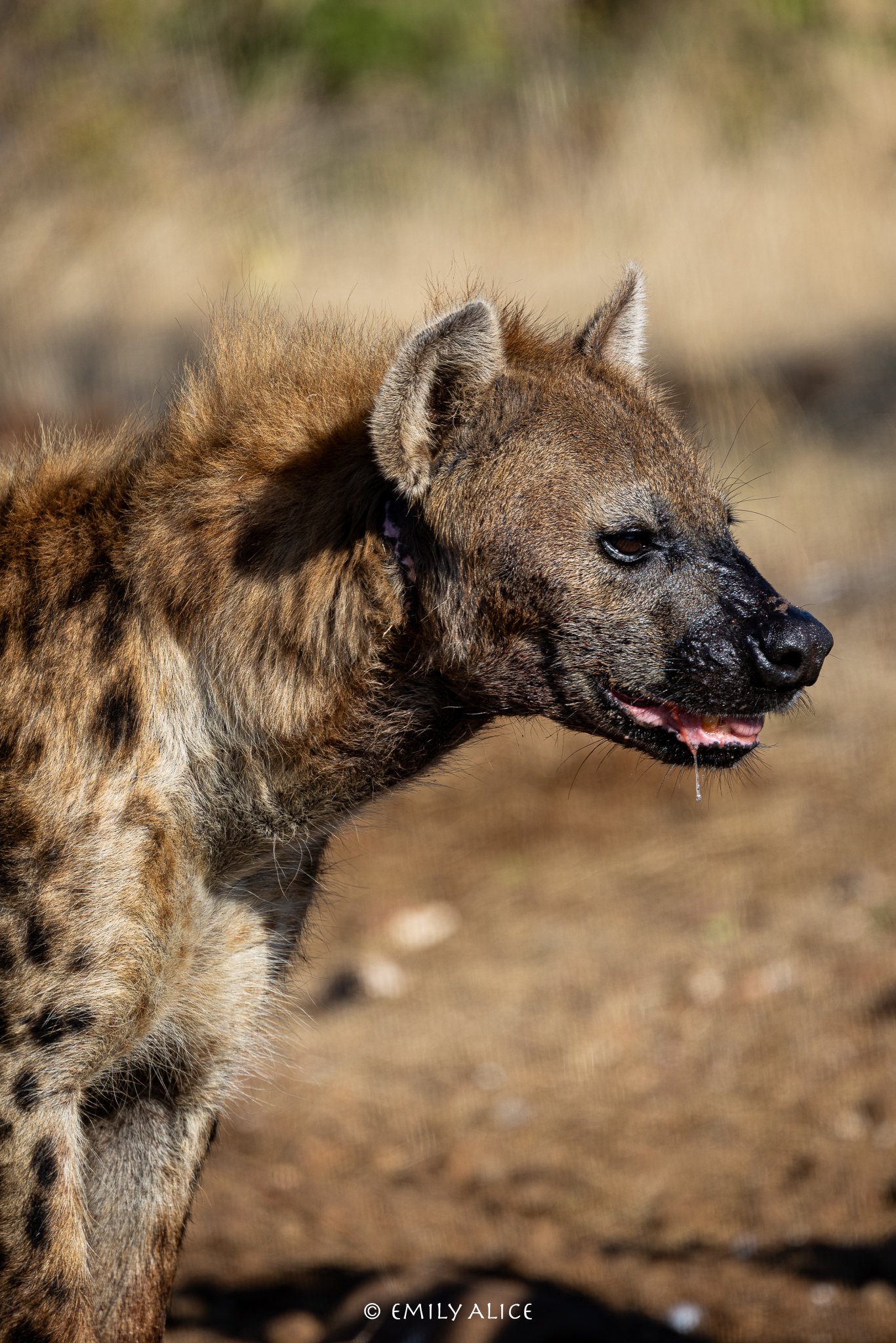 Wildlife-26.jpg