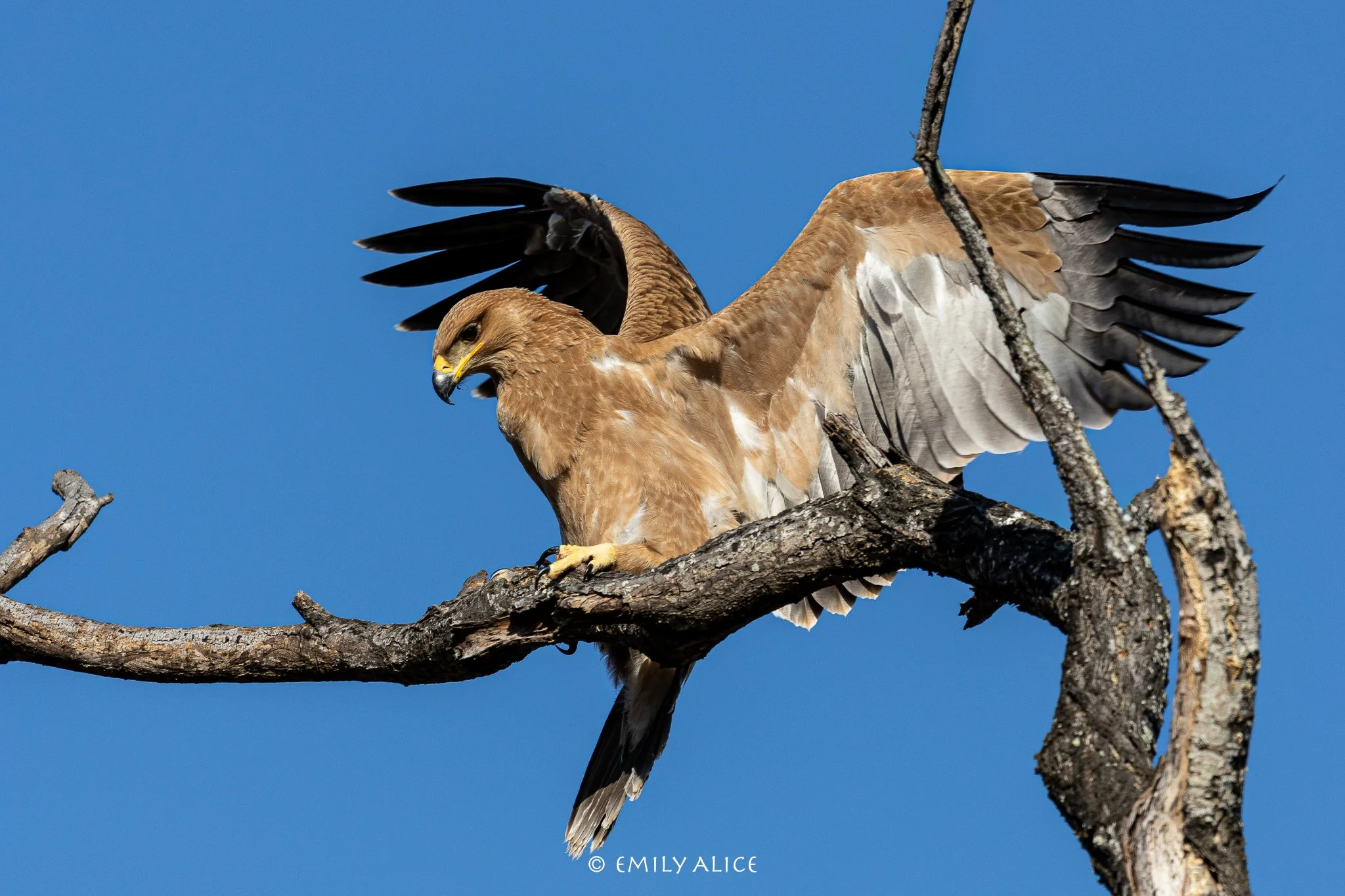Wildlife-66.jpg