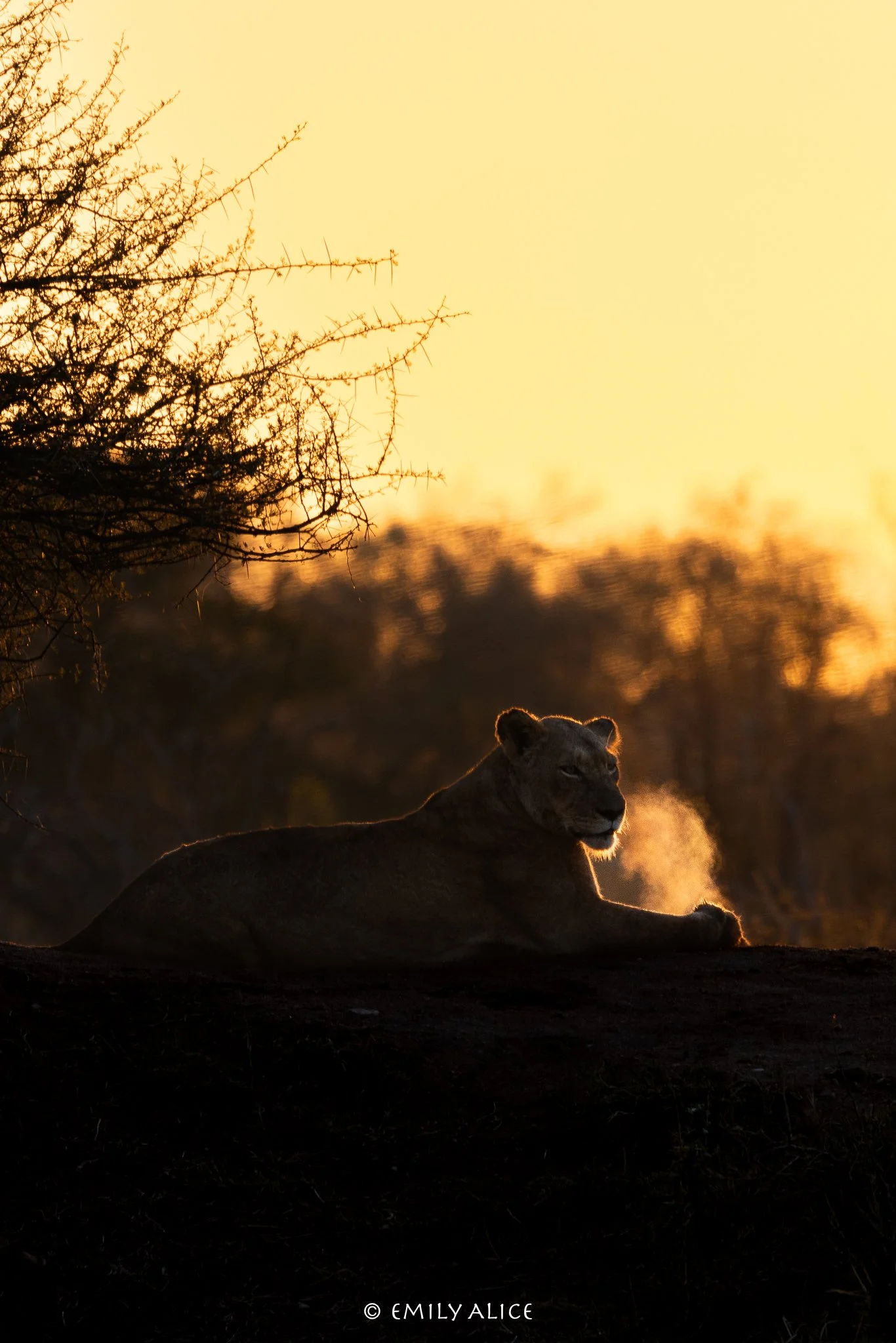 Wildlife-18.jpg