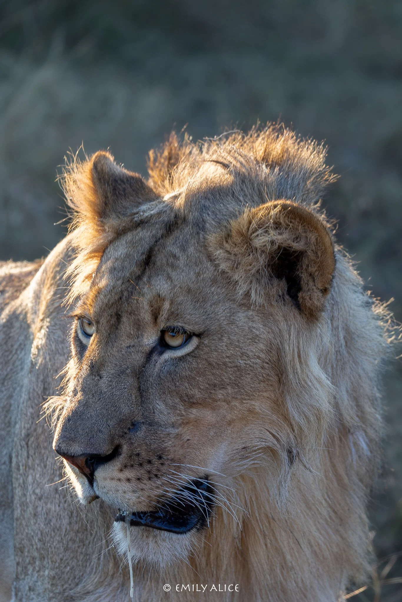 Wildlife-08.jpg