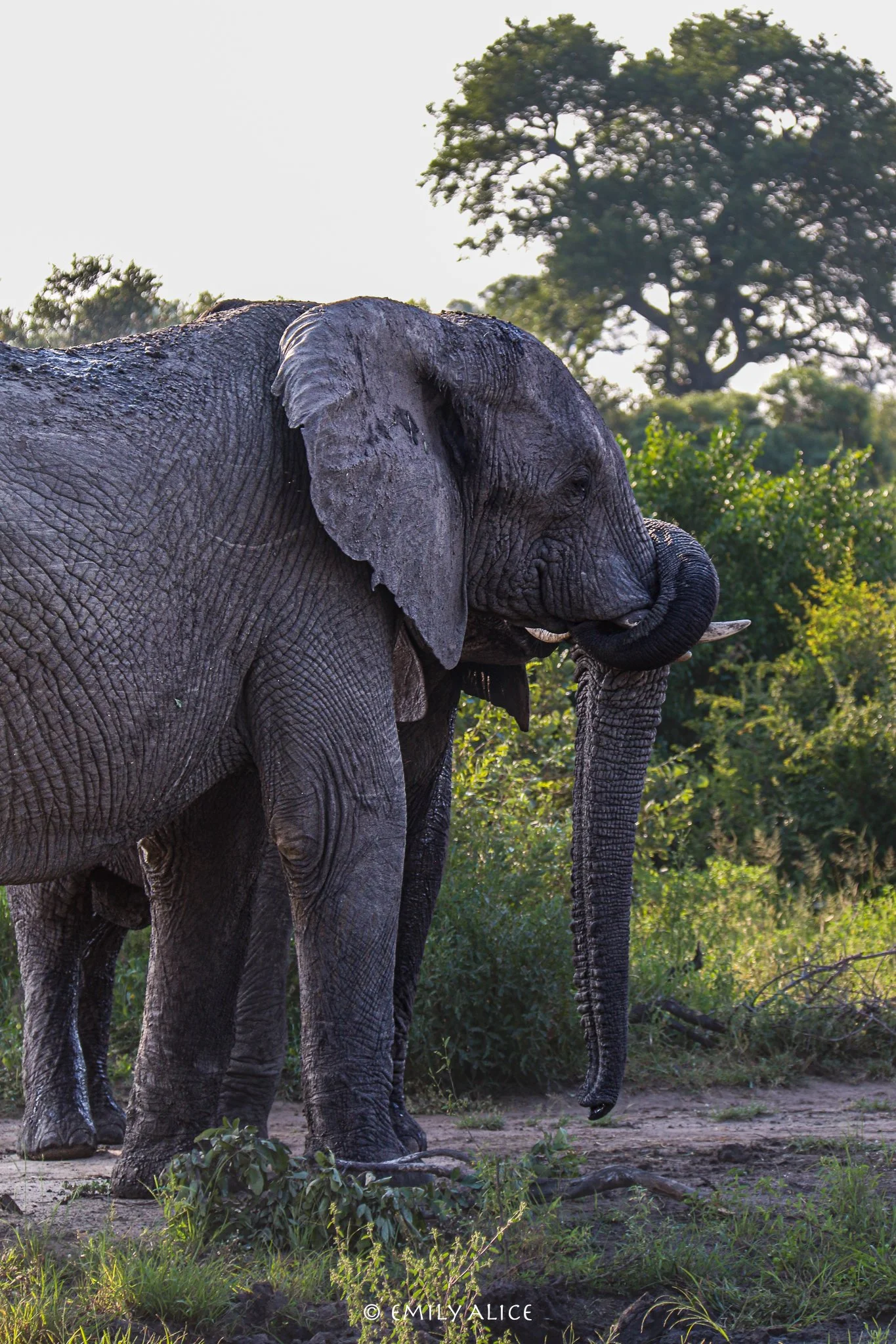 Wildlife-02.jpg