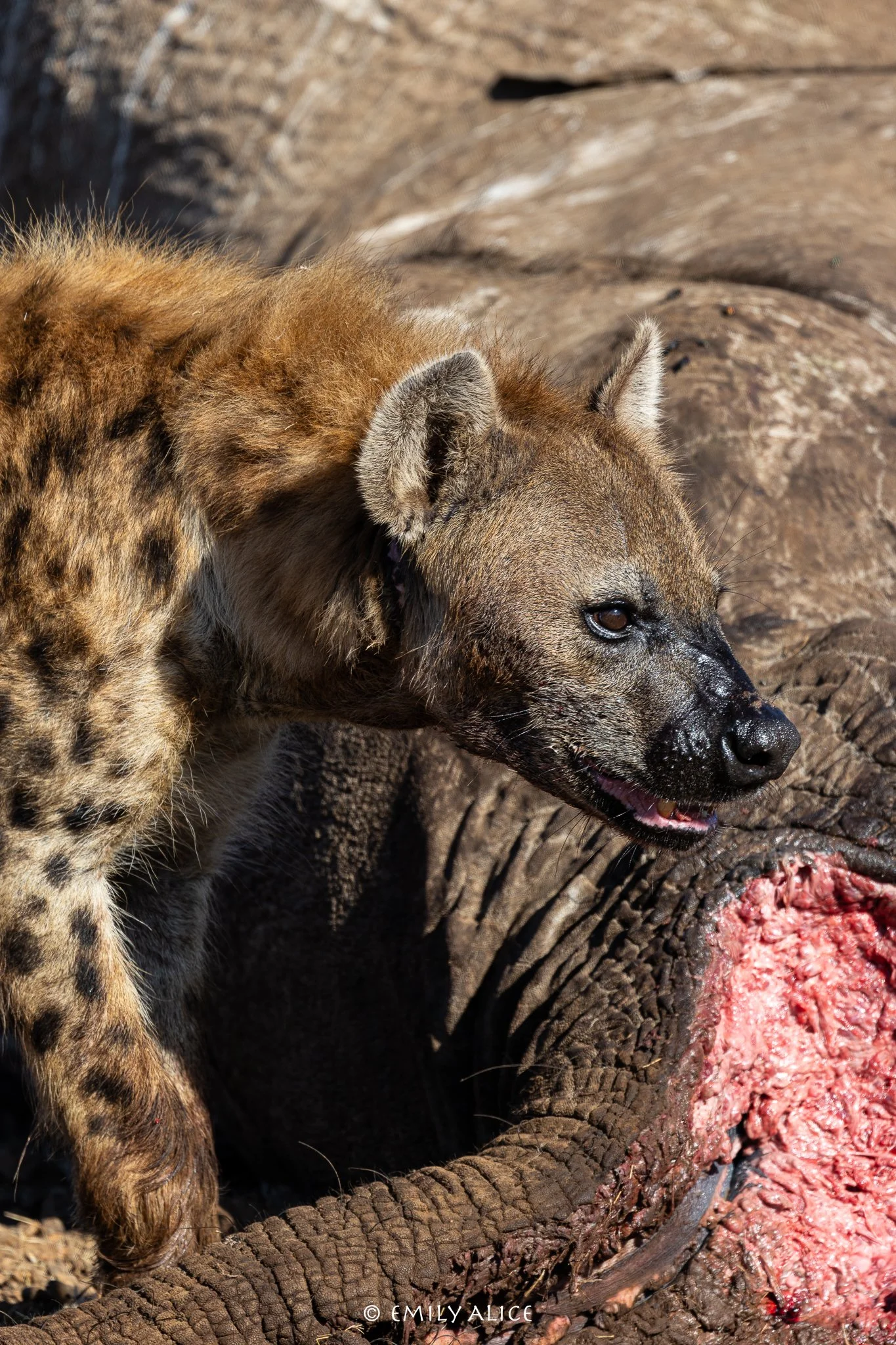 Wildlife-05.jpg