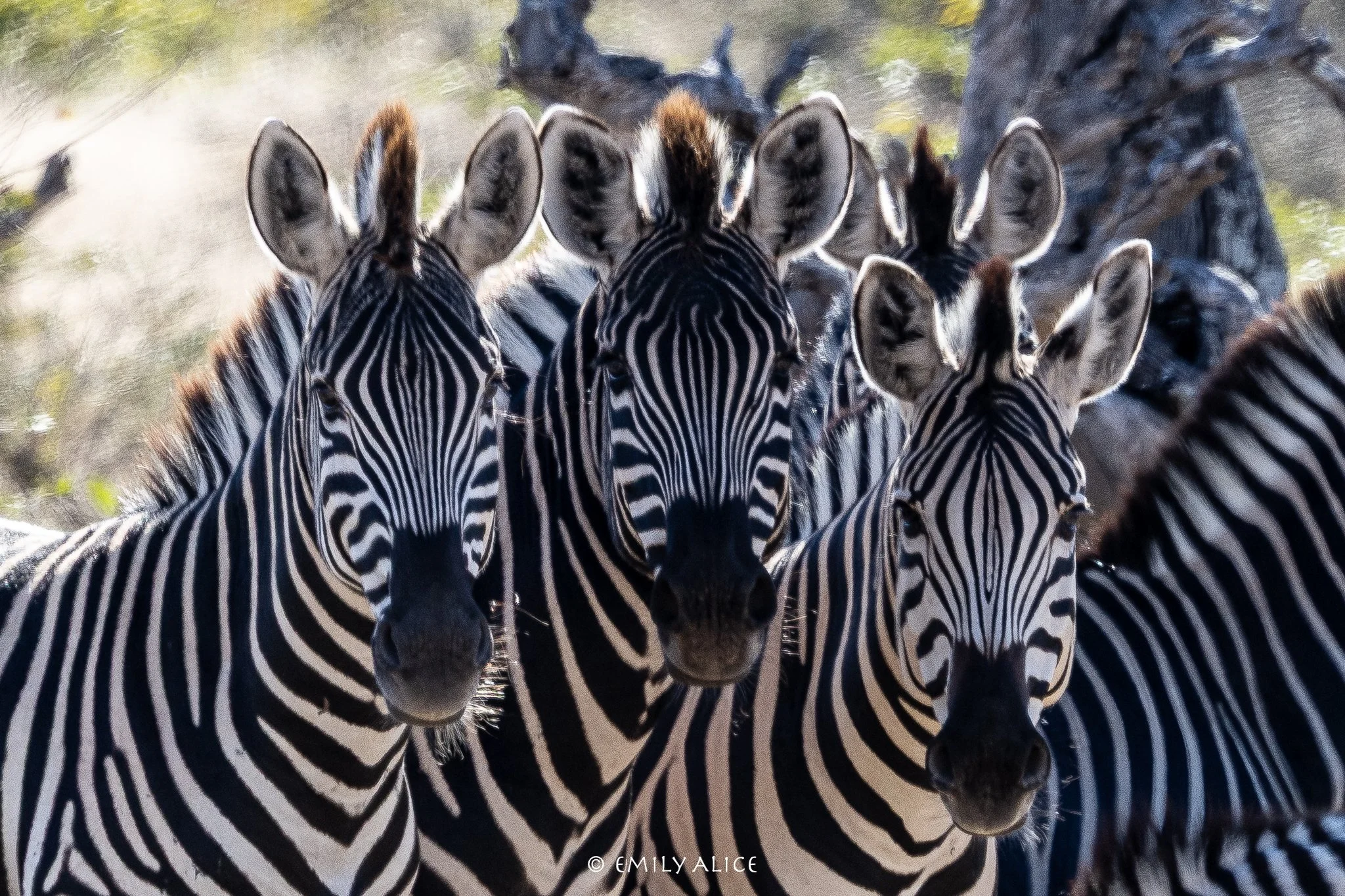 Wildlife-16.jpg