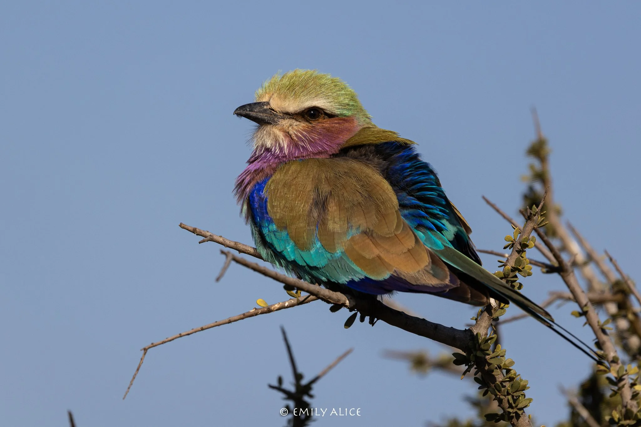 Wildlife-60.jpg
