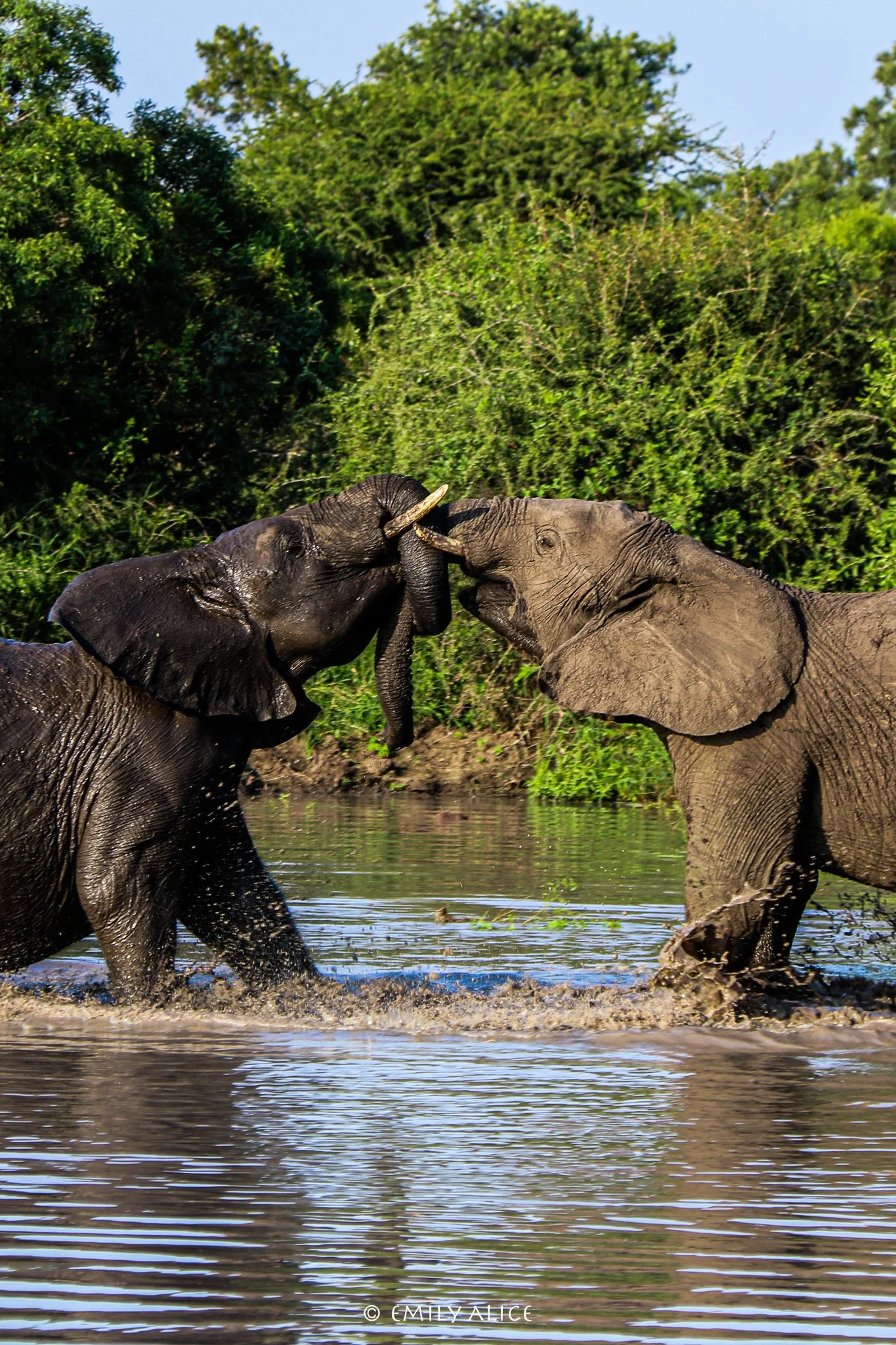 Wildlife-03.jpg