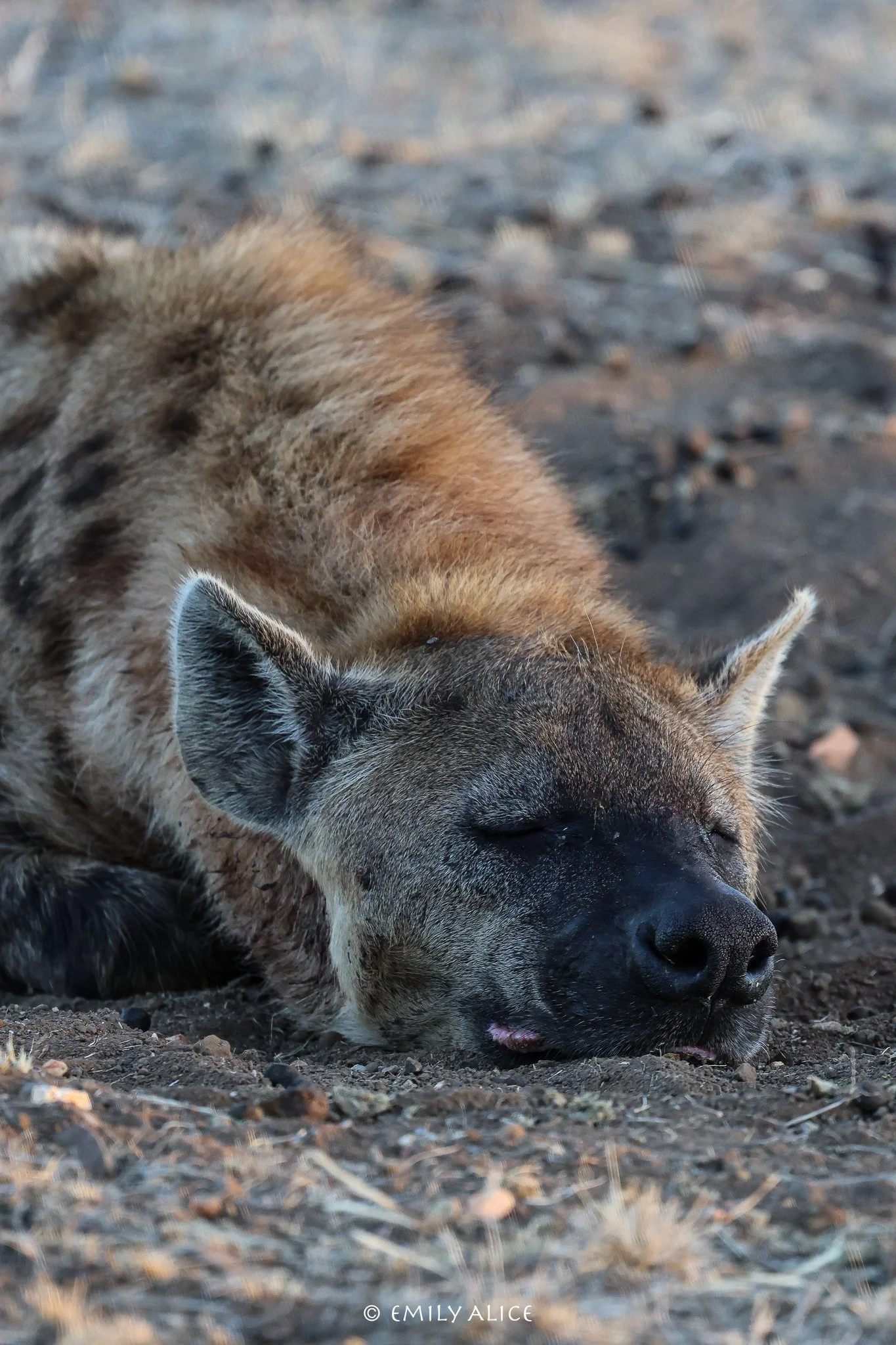 Wildlife-56.jpg
