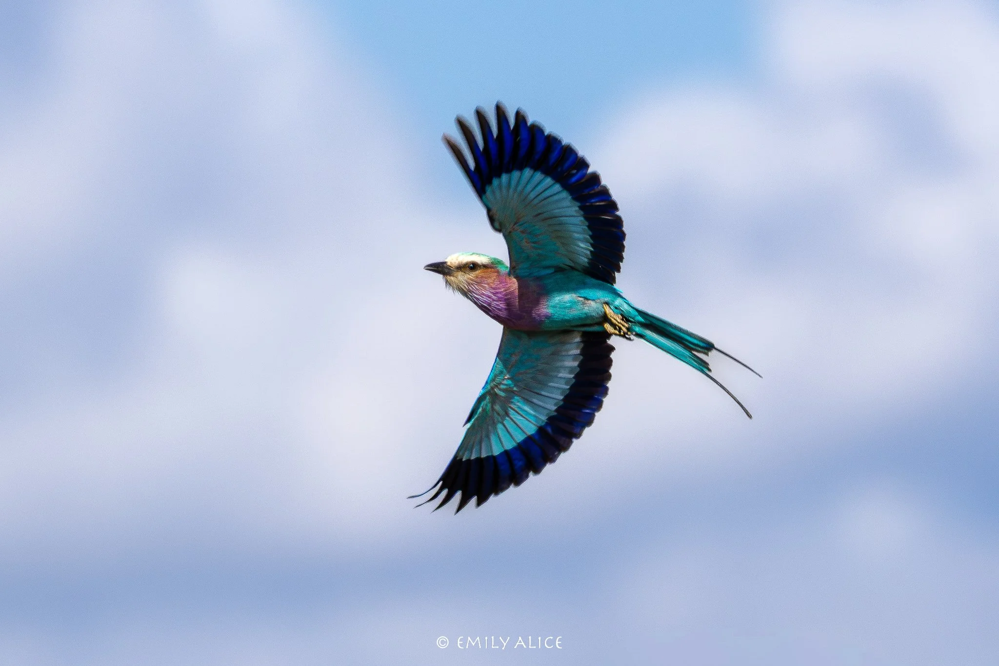 Wildlife-59.jpg