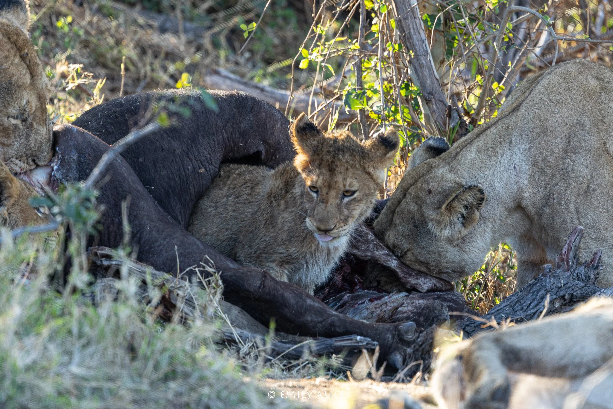 Wildlife-20.jpg