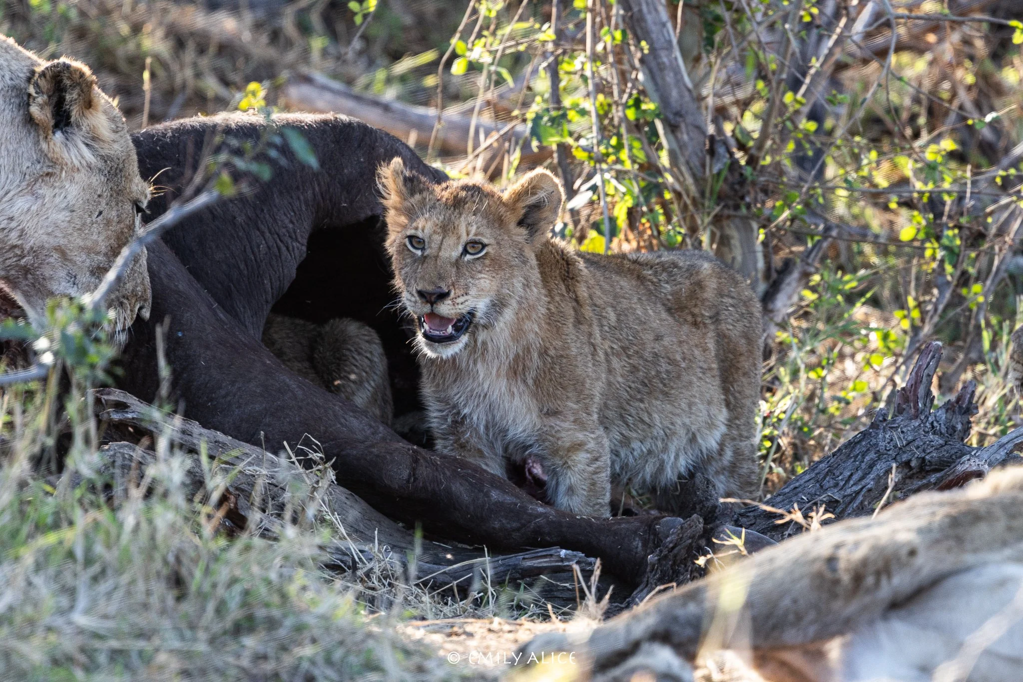 Wildlife-19.jpg