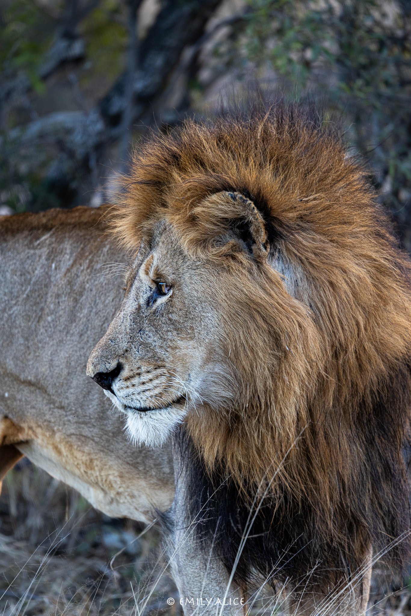 Wildlife-17.jpg