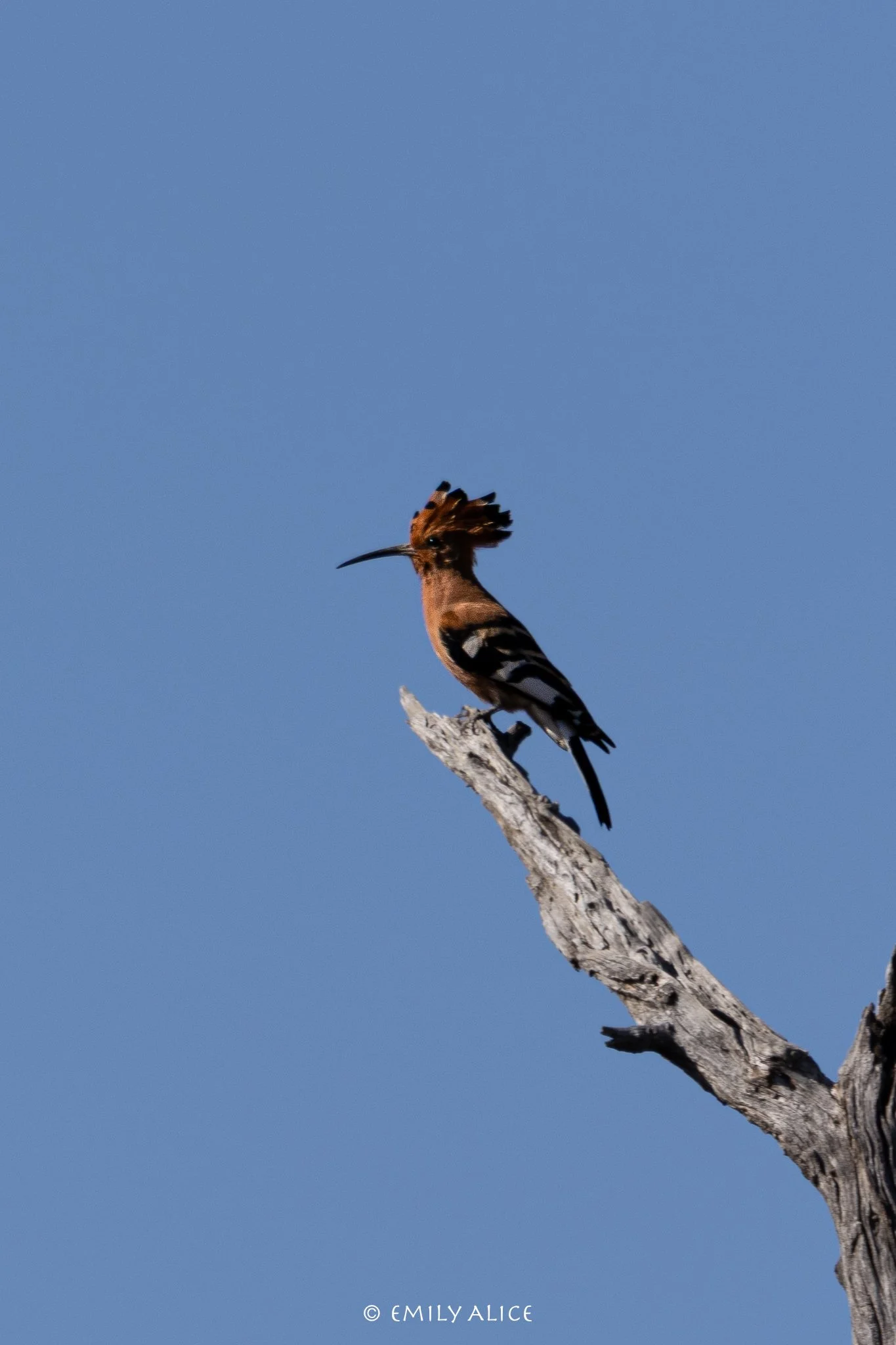 Wildlife-61.jpg