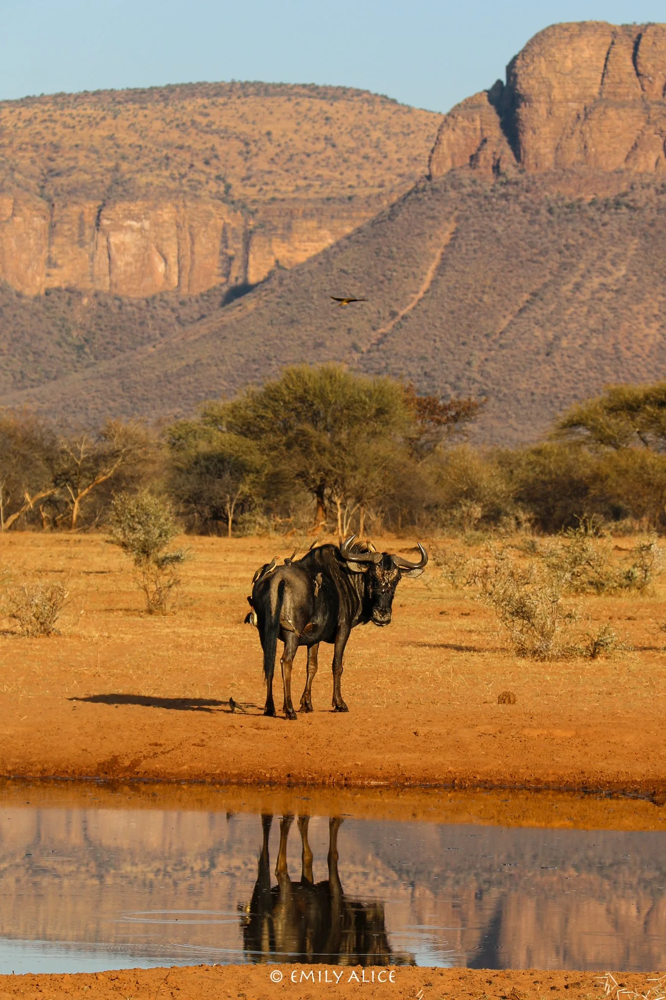 Wildlife-33.jpg