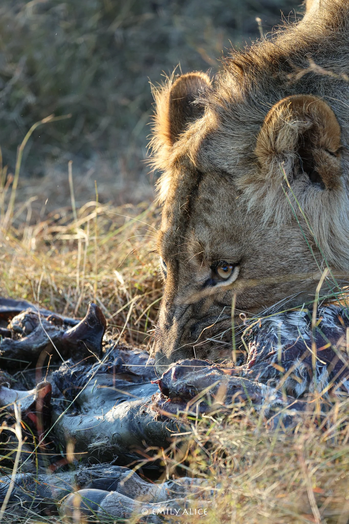 Wildlife-55.jpg