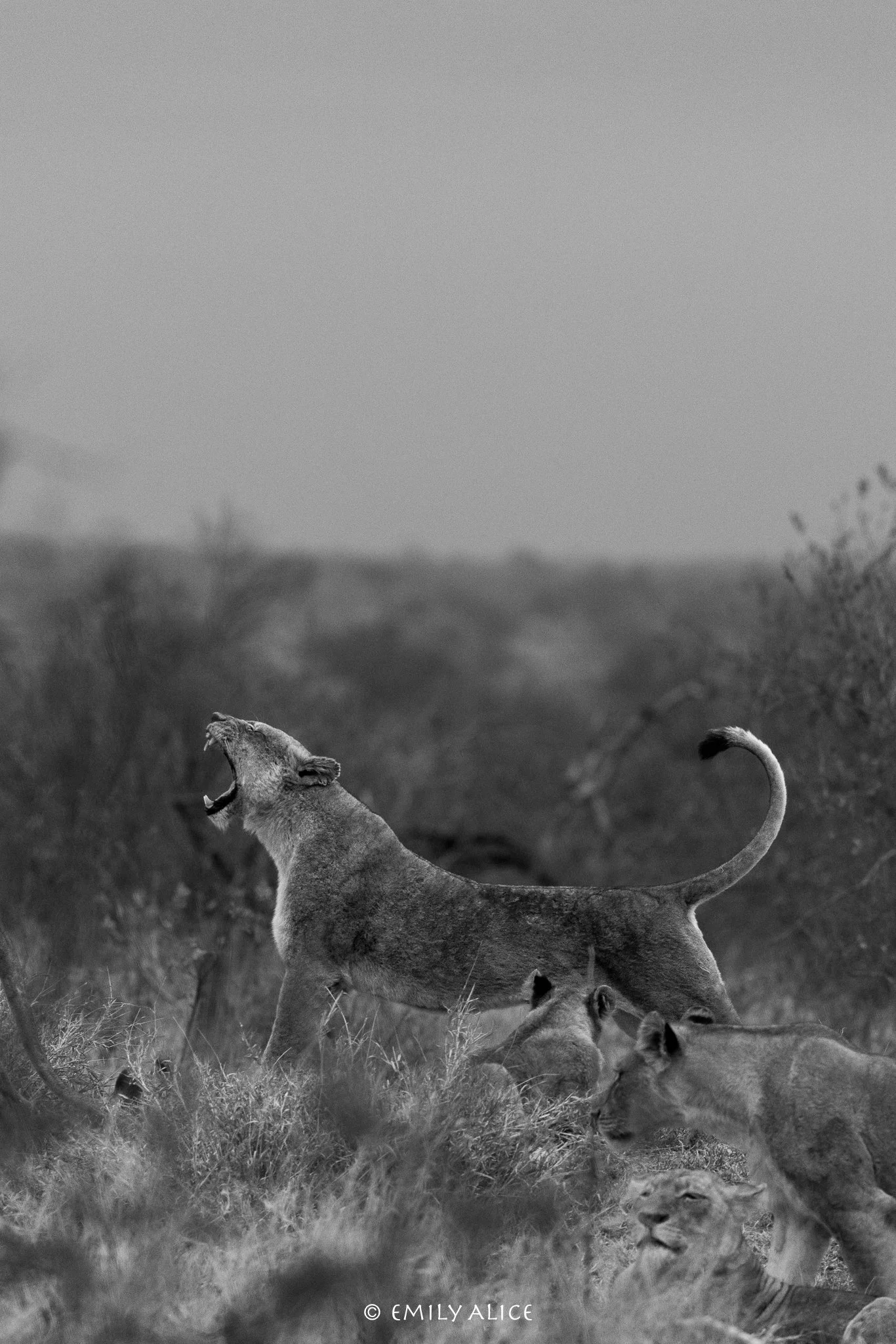 Wildlife-49.jpg
