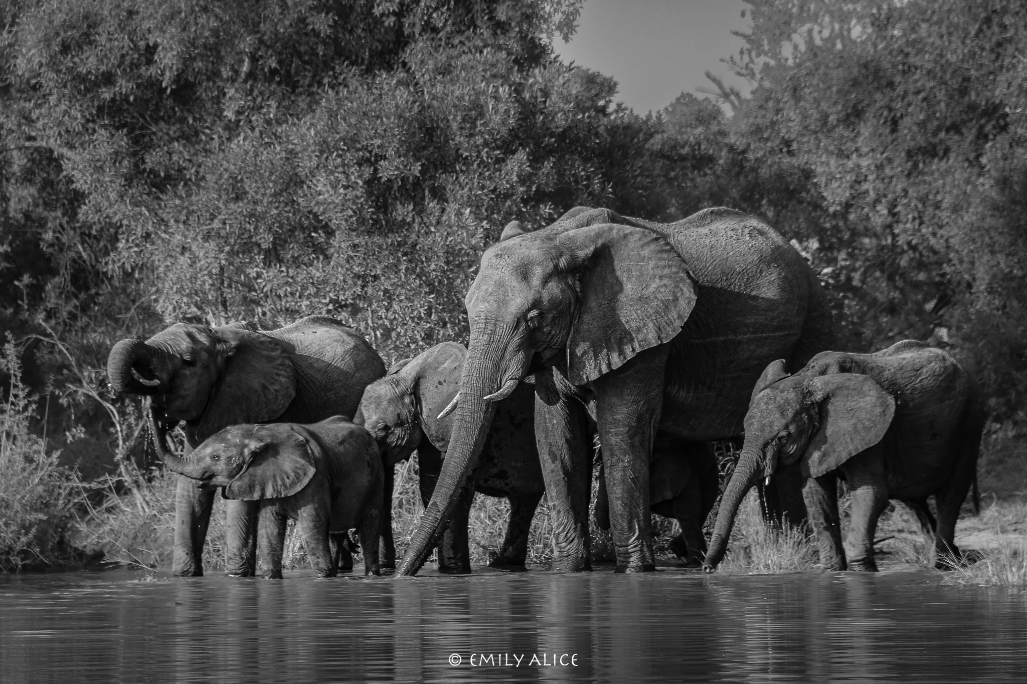 Wildlife-44.jpg