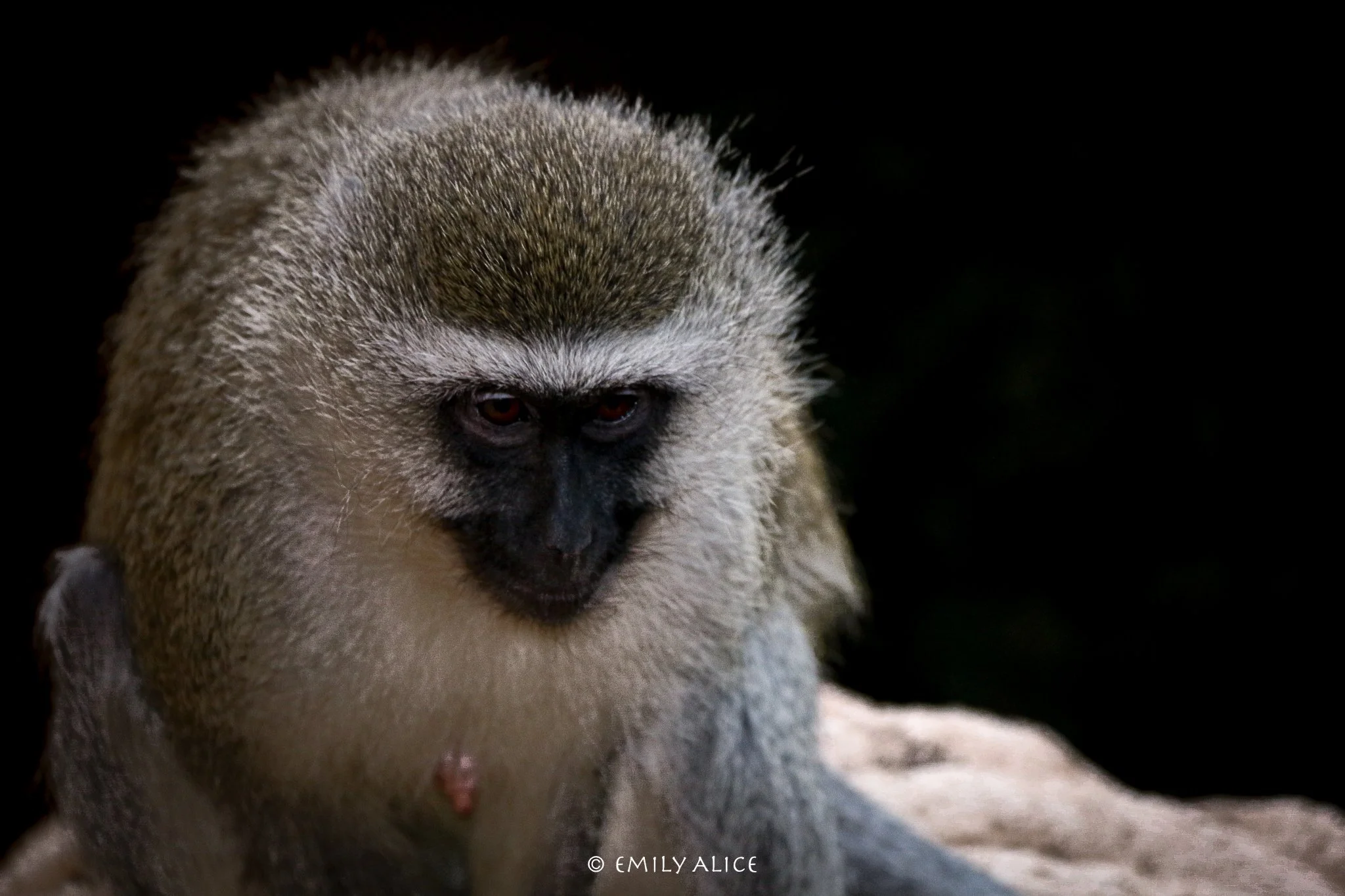Wildlife-01.jpg