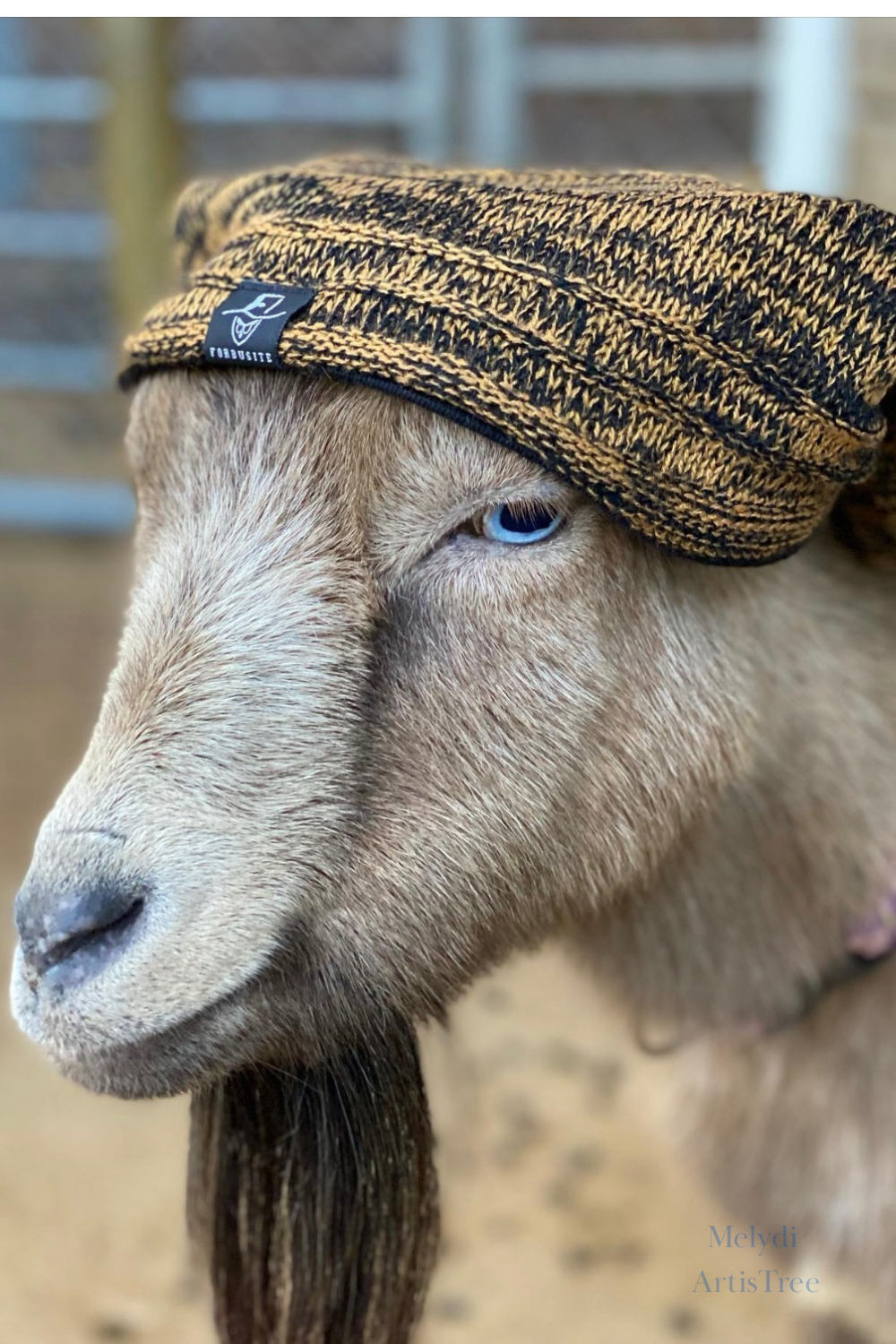 Portrait of a goat wearing a knitted brown cap.