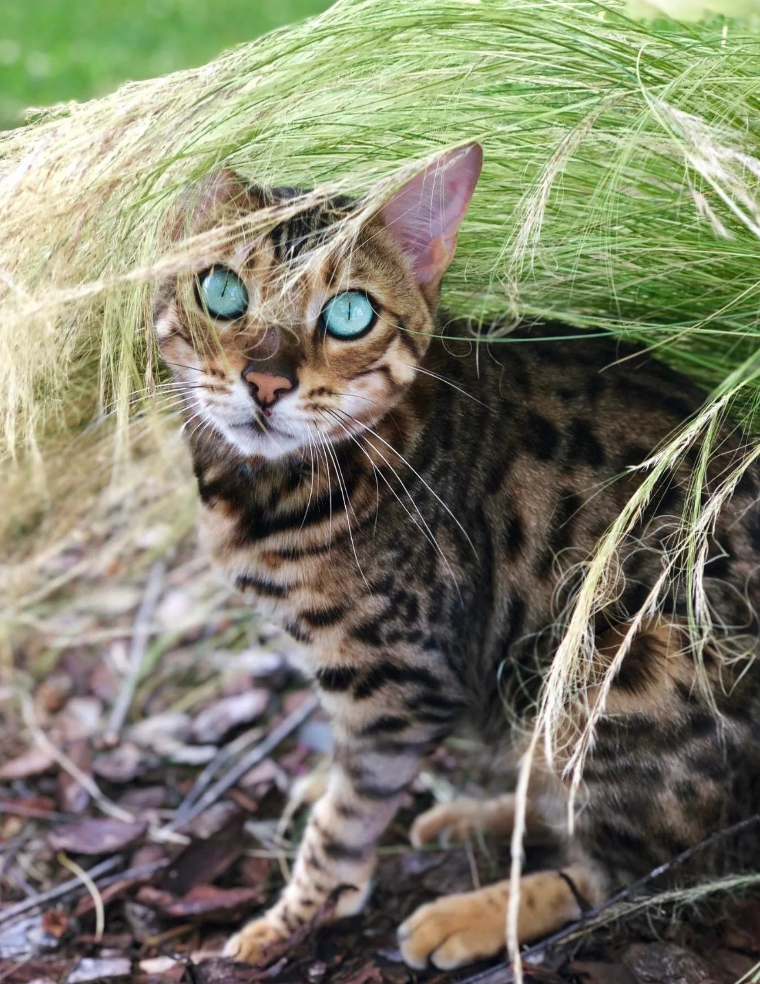Sonja, a Bengal cat with bright green eyes, peeking through tall grass.